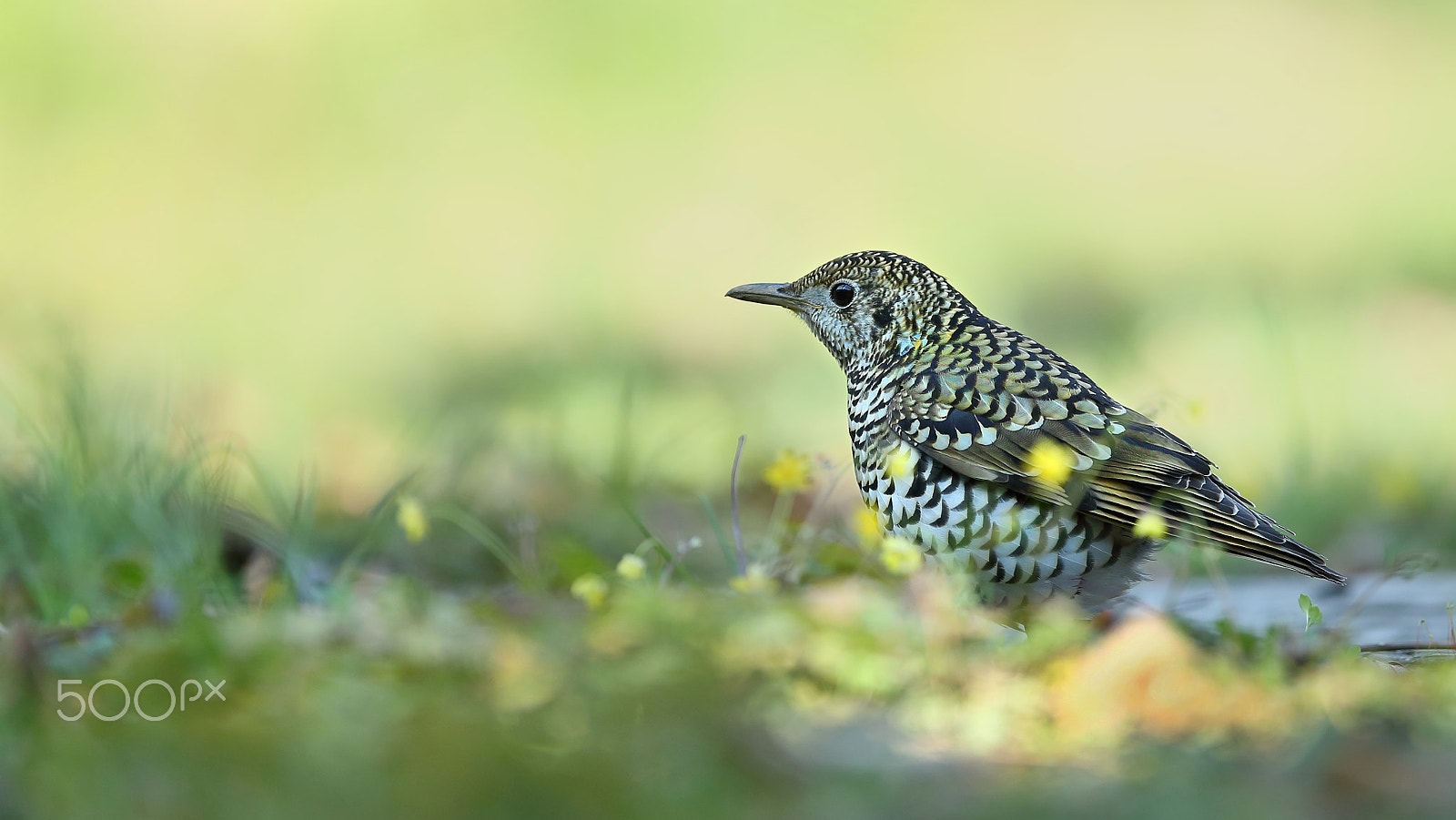 Canon EOS-1D X + Canon EF 400mm F2.8L IS II USM sample photo. 虎斑地鸫 photography