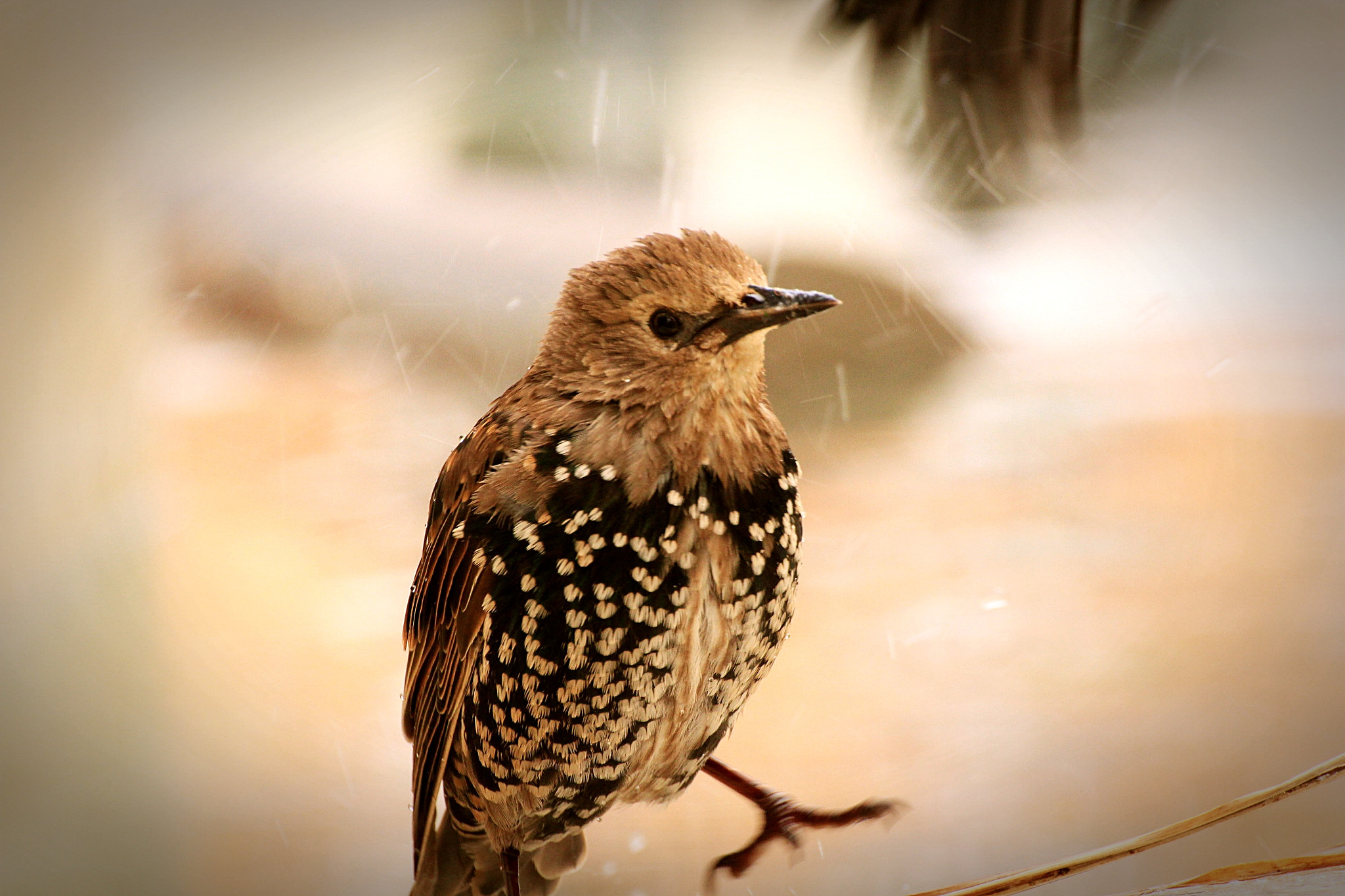 Canon EOS 60D sample photo. Bird photography