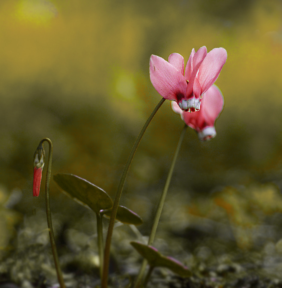 Nikon D7100 + Nikon AF Micro-Nikkor 60mm F2.8D sample photo. Sıklamen photography