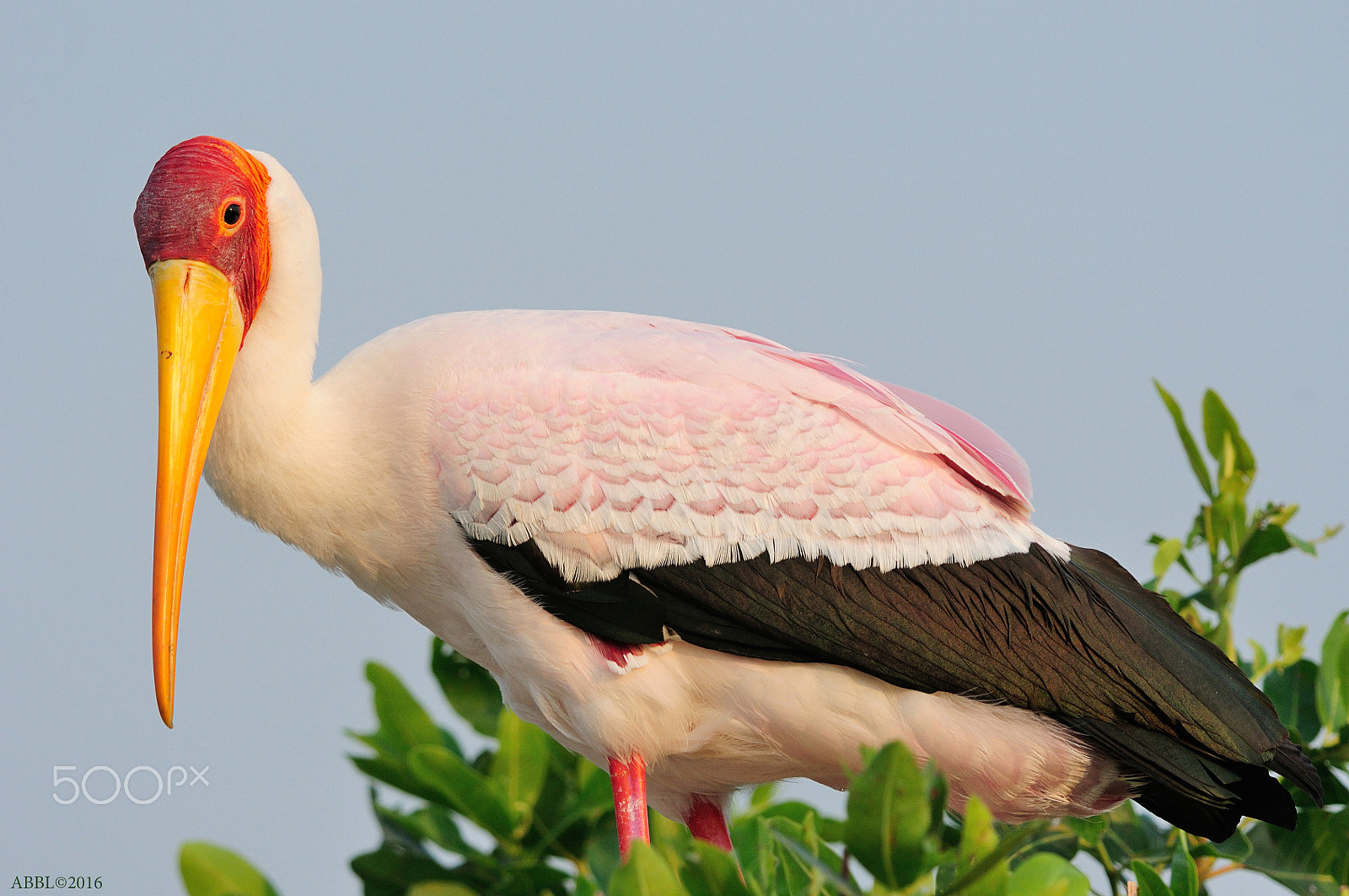 Nikon D90 + Nikon AF-S Nikkor 300mm F4D ED-IF sample photo. Yellow billed stork :white fringe on the wings photography