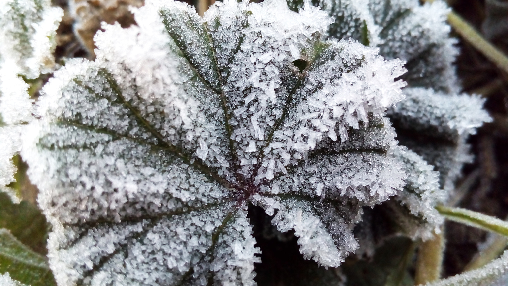 ASUS Zenfone Go (ASUS_Z00VD) sample photo. Frost photography