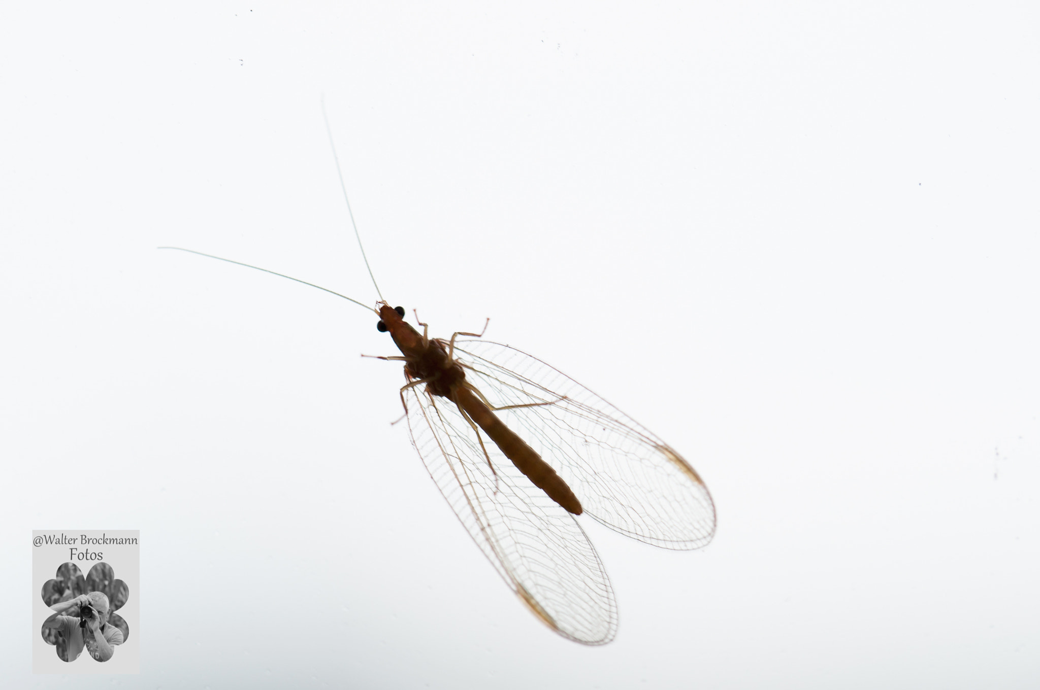 Nikon D5000 sample photo. Käfer & insekten/bugs & insekts photography