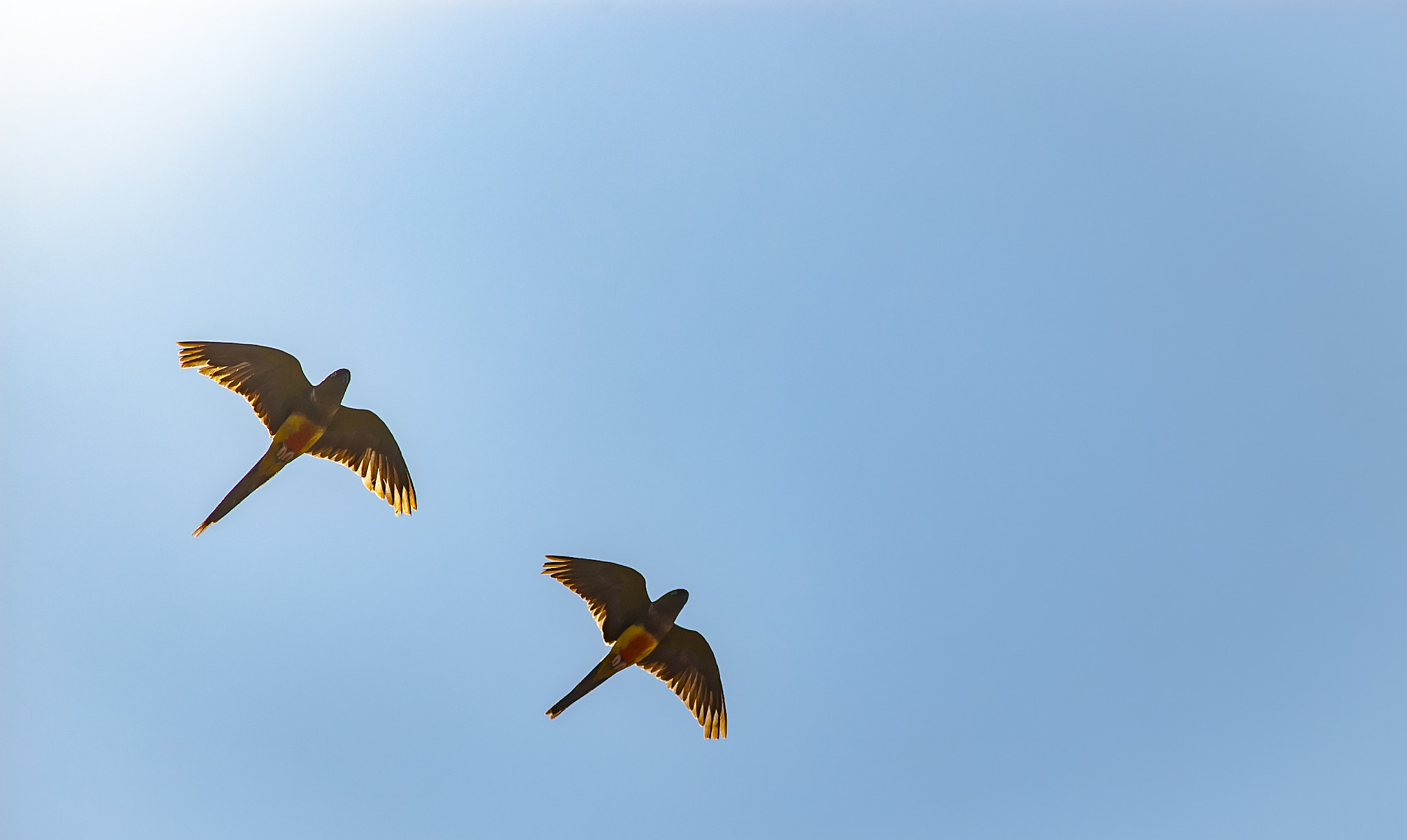 Nikon D70 sample photo. Encuentro condor photography
