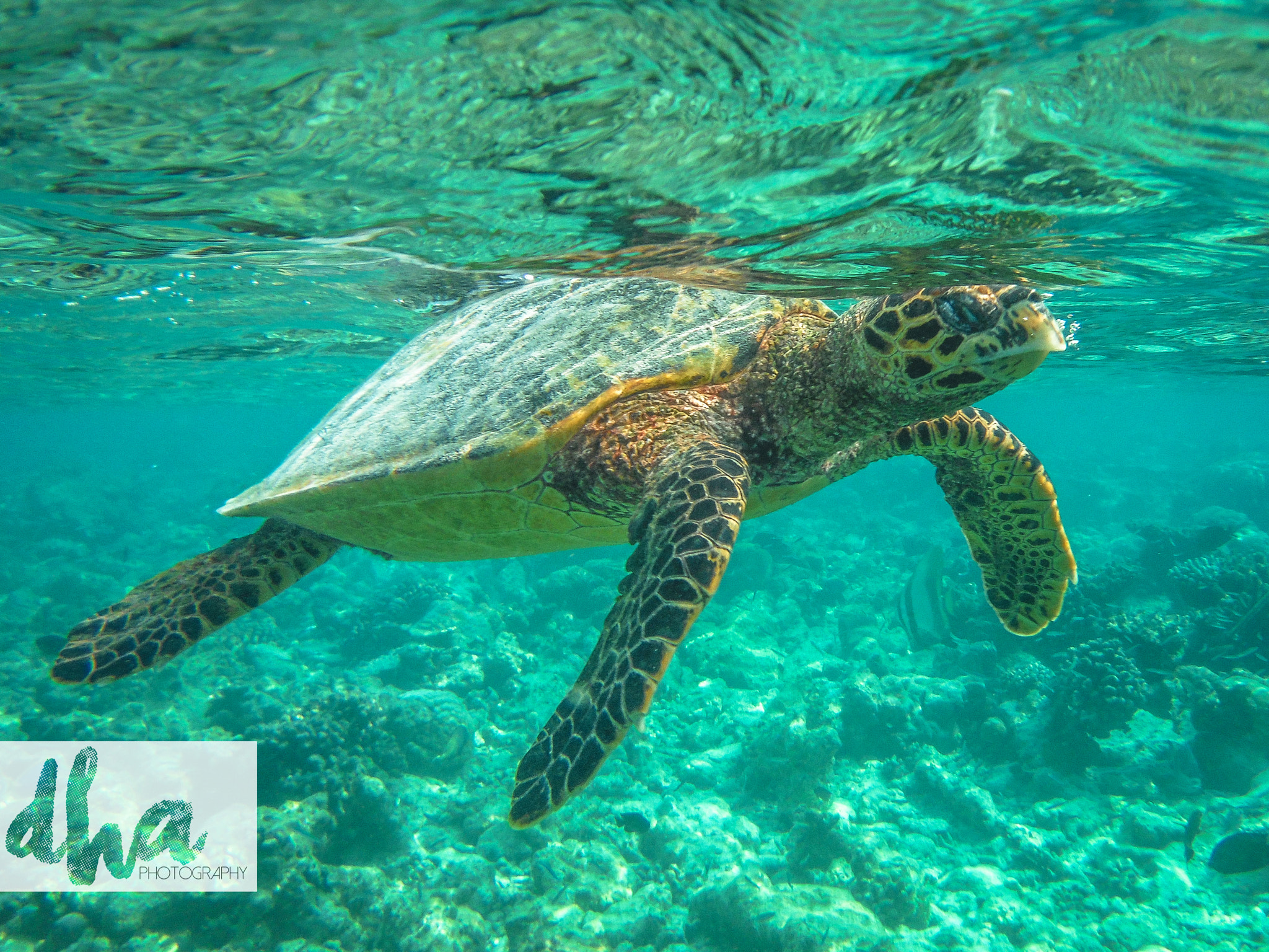 Fujifilm FinePix XP60 sample photo. Sea turtle | maledives | vilamendhoo | underwater photography