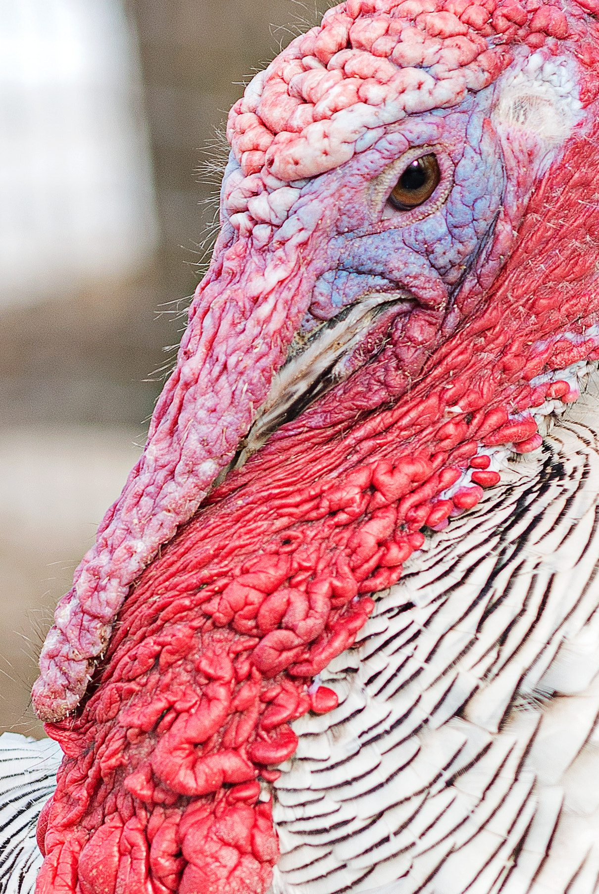Nikon AF-Nikkor 80-200mm F2.8D ED sample photo. Turkey with its beautiful beak is in the chicken yard photography
