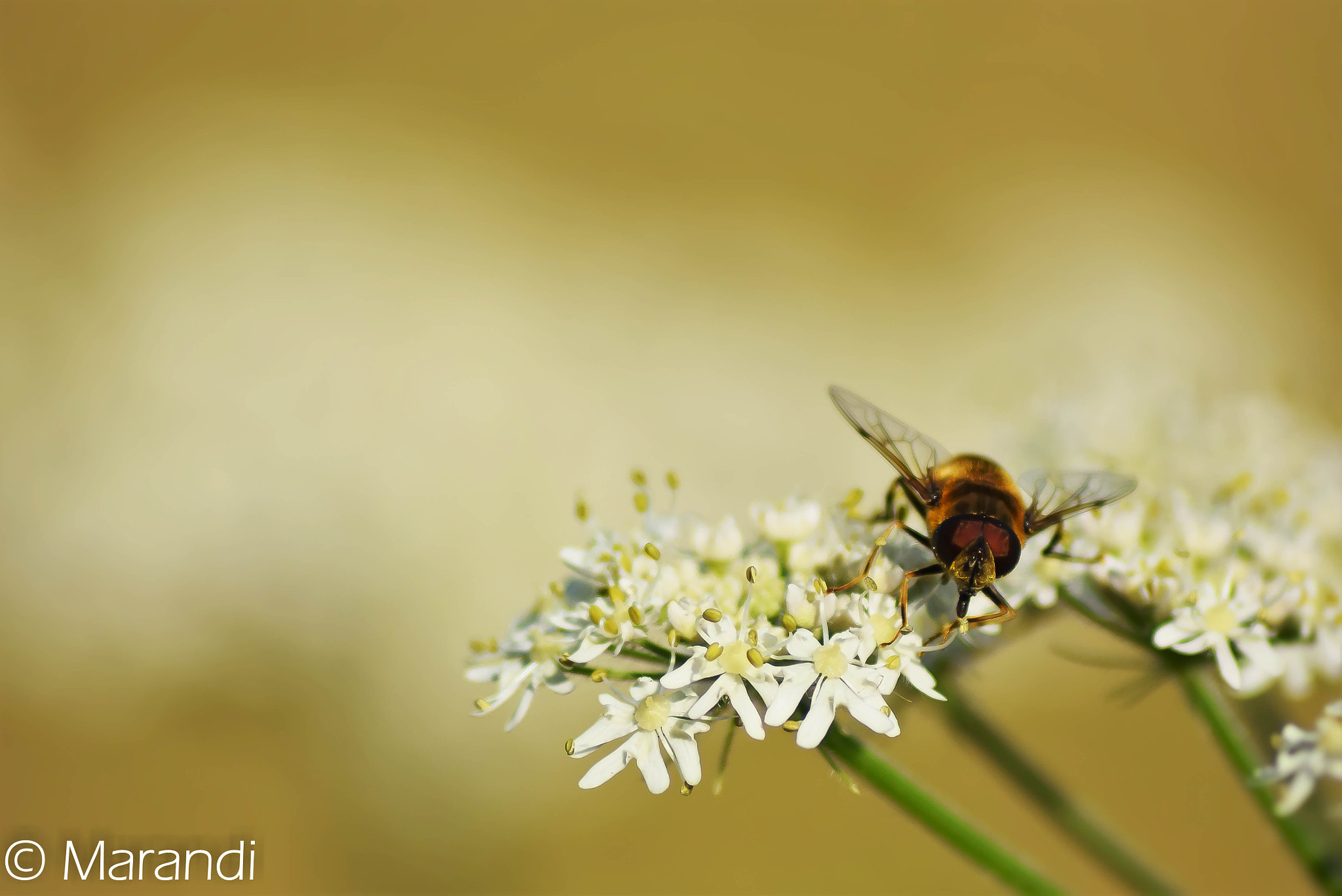 Nikon D5300 sample photo. Hungry bee photography