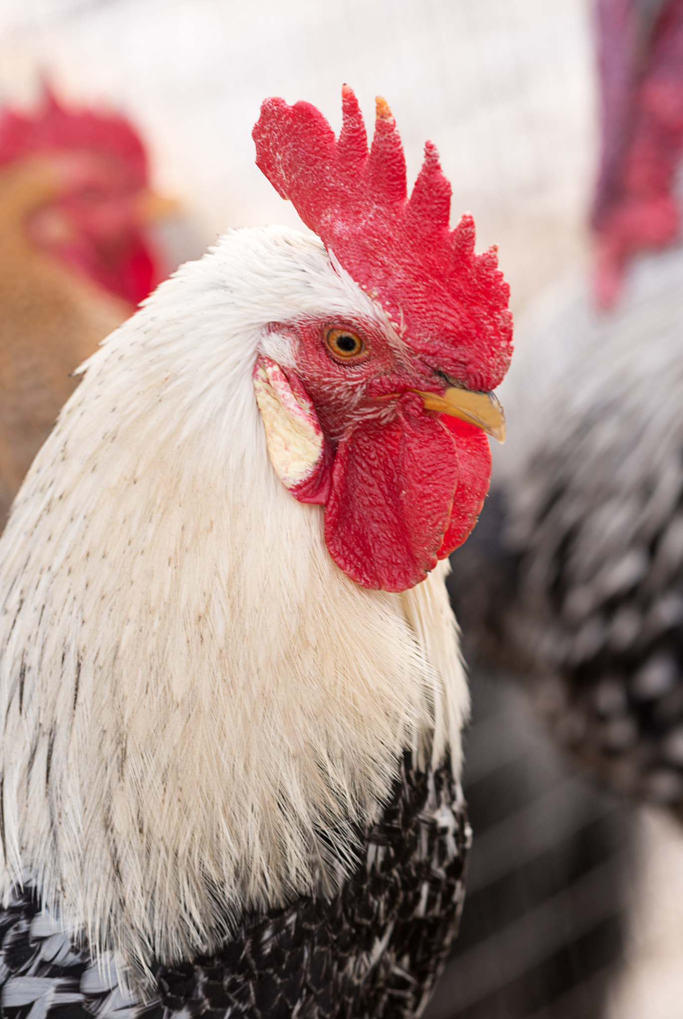 Nikon AF-Nikkor 80-200mm F2.8D ED sample photo. Rooster on the bird's yard in the village photography