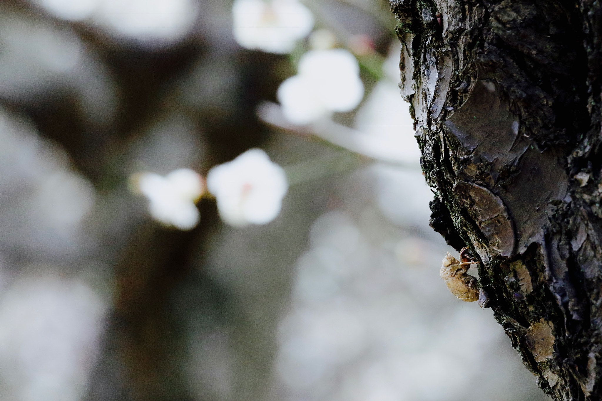 Canon EF 70-300mm F4-5.6L IS USM sample photo. Time has passed. again. photography