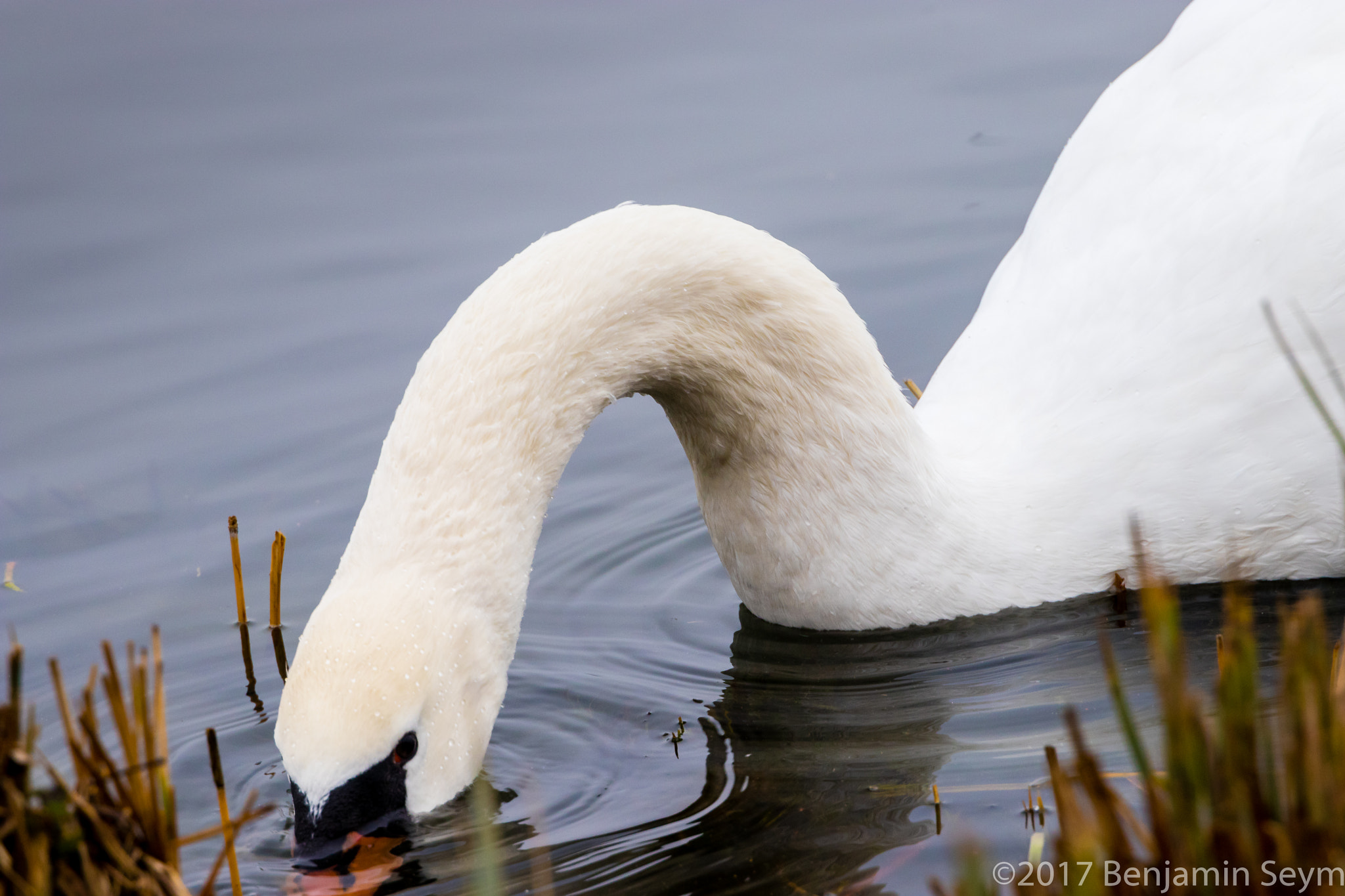 Canon EF 24-105mm F3.5-5.6 IS STM sample photo. Steinhuder meer photography