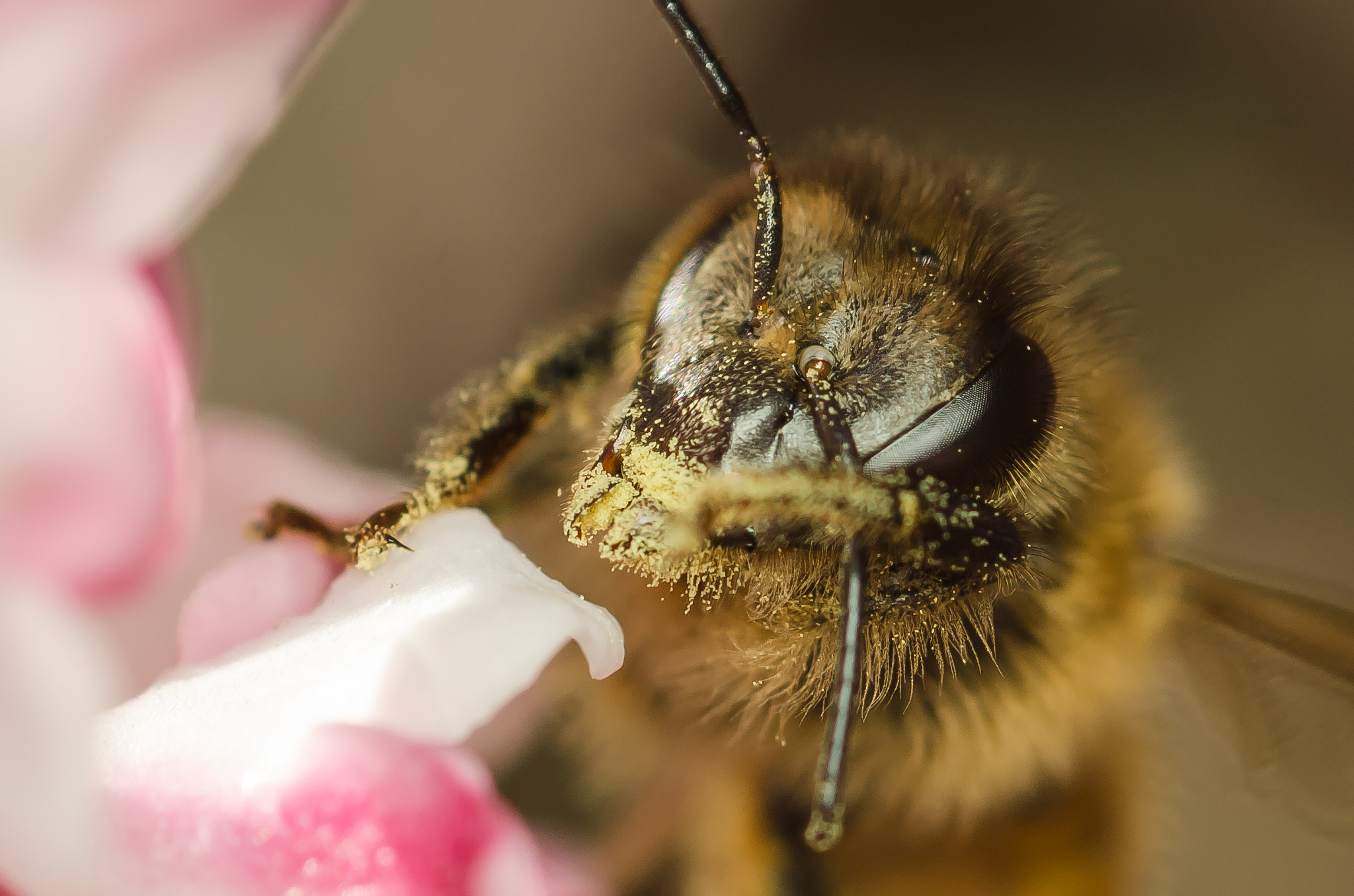 Nikon D7000 + Sigma 105mm F2.8 EX DG Macro sample photo. Springtime pollen allergy! photography