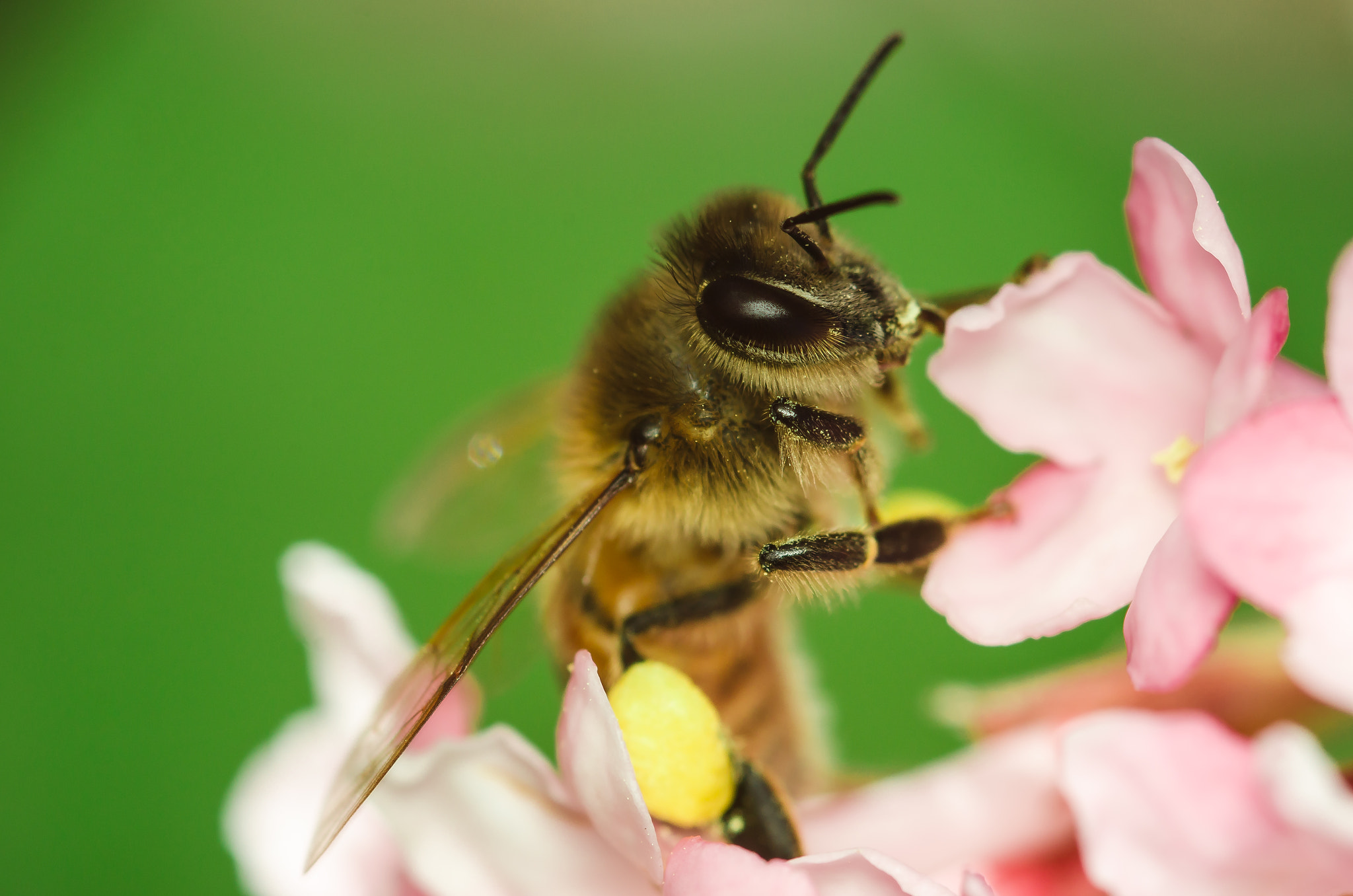 Nikon D7000 + Sigma 105mm F2.8 EX DG Macro sample photo. Apis mellifera photography