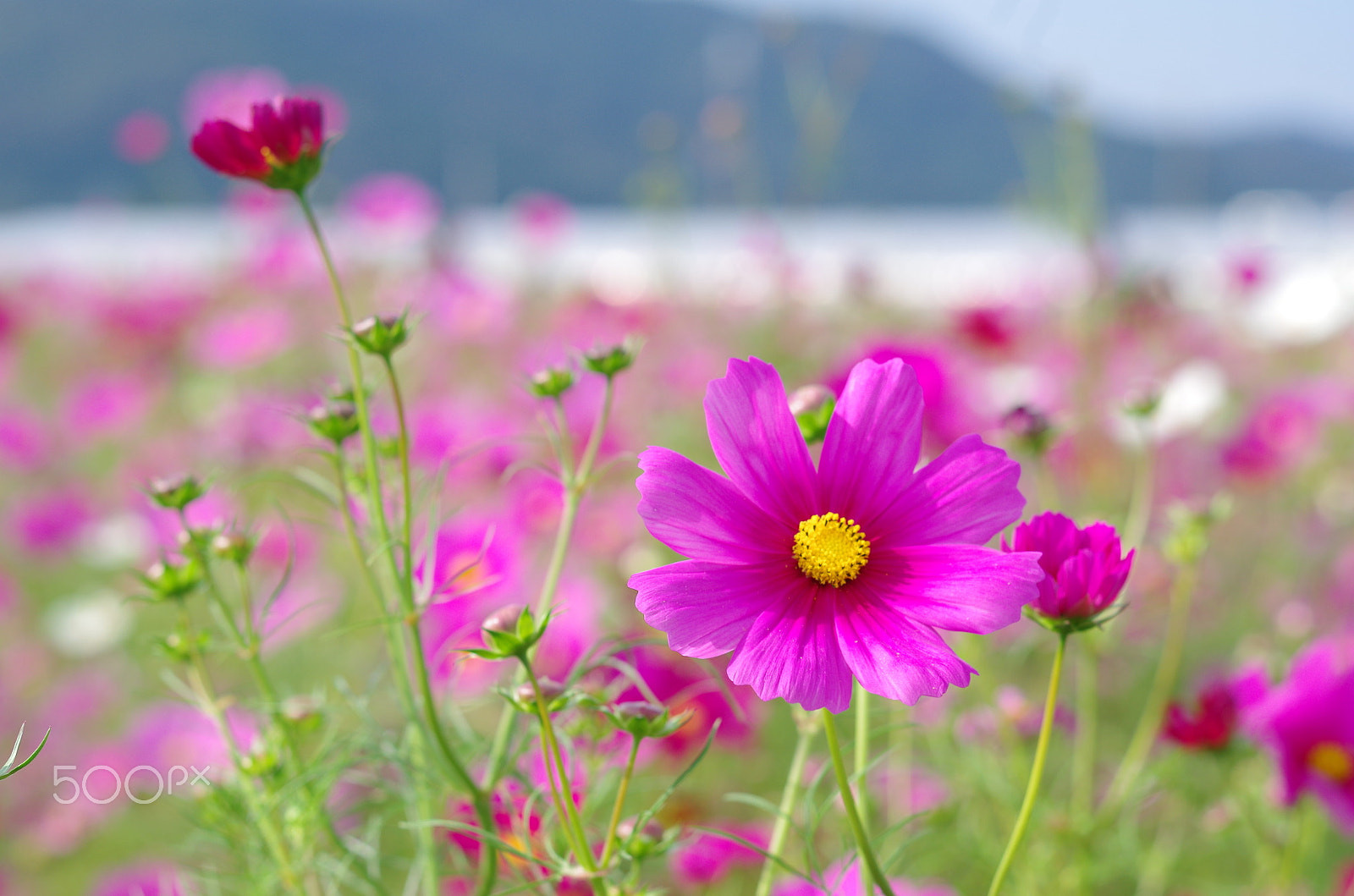 Pentax K-50 sample photo. Greeting in autumn photography