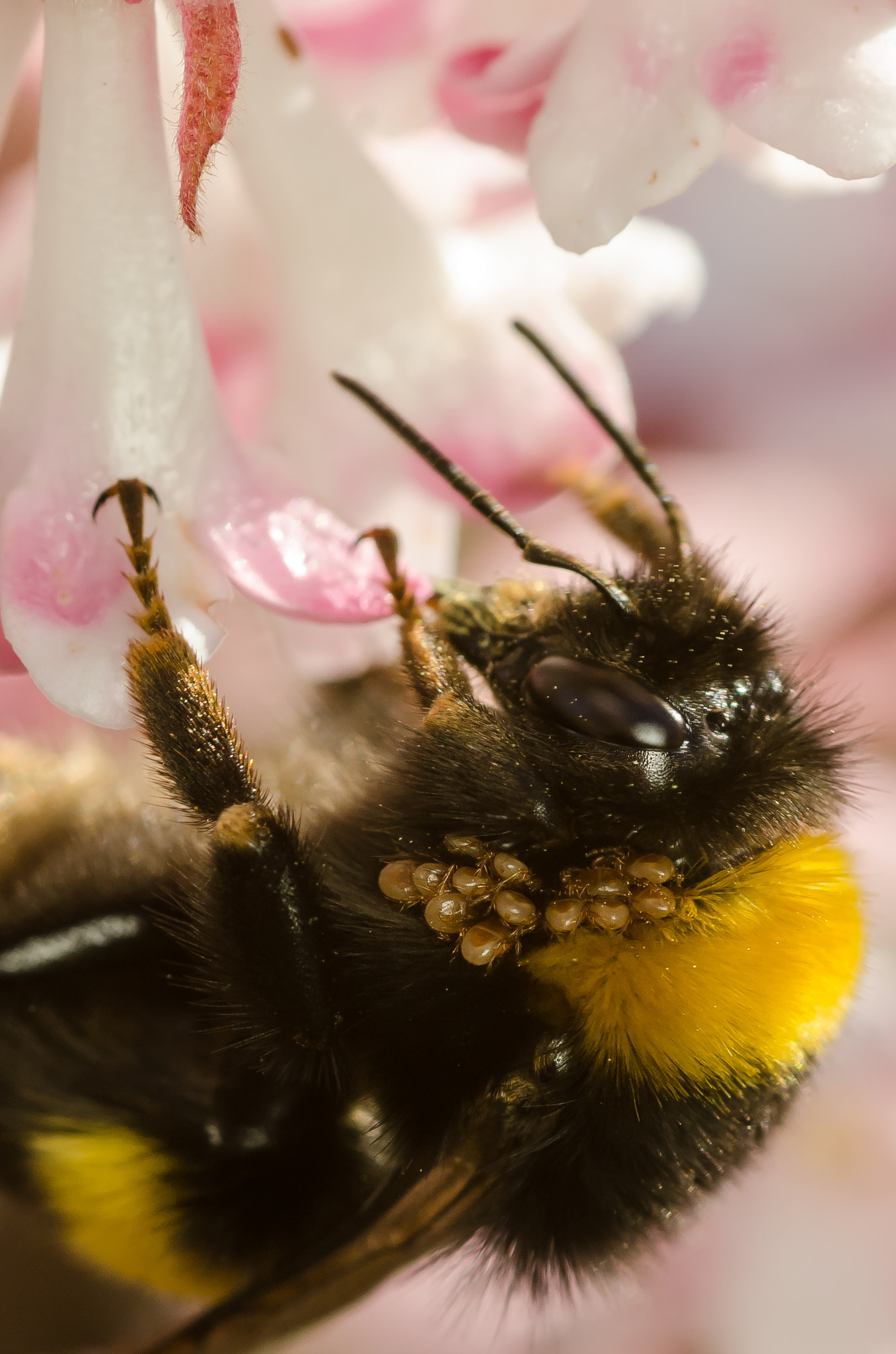 Nikon D7000 + Sigma 105mm F2.8 EX DG Macro sample photo. Parasites photography