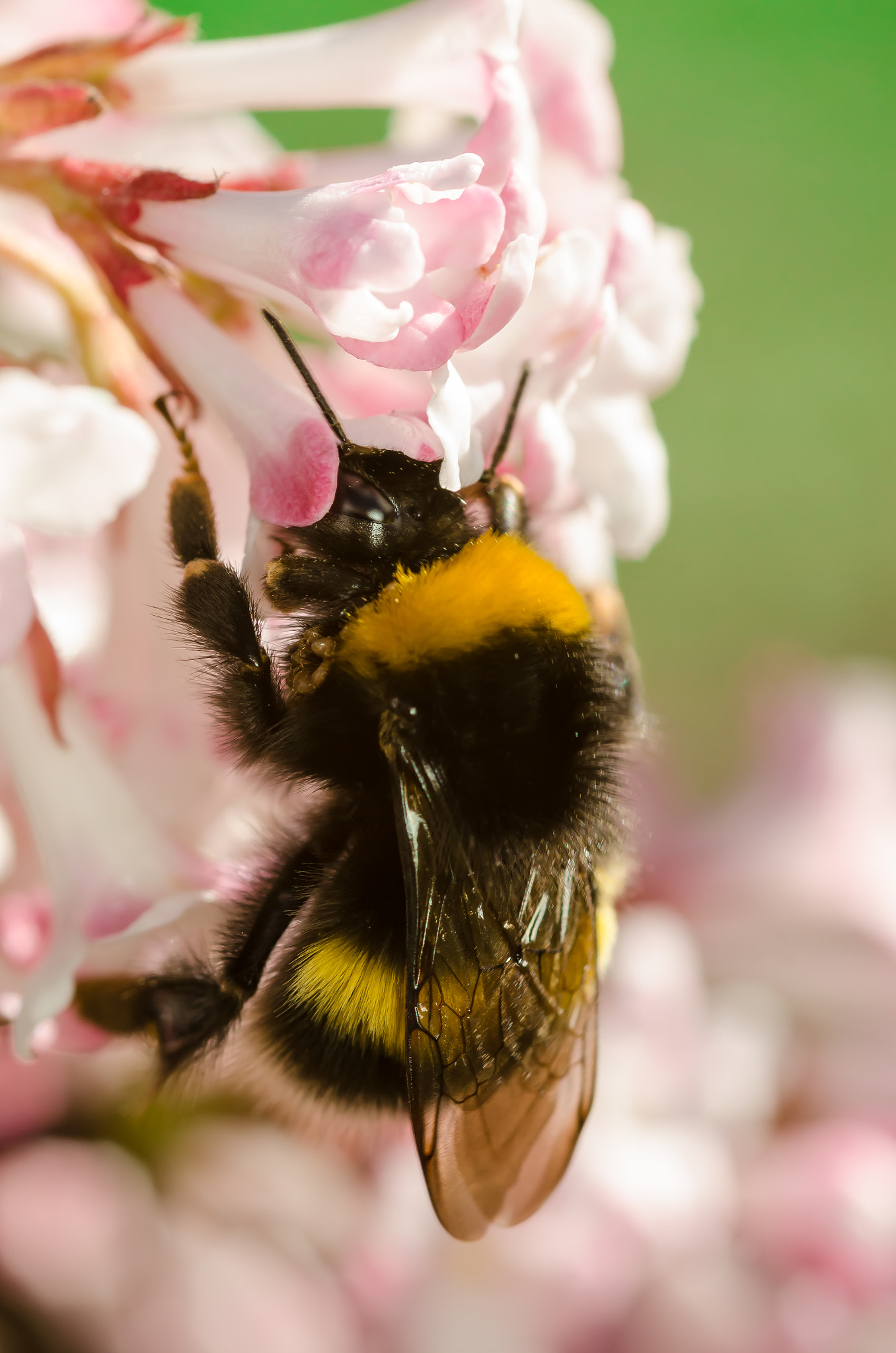 Nikon D7000 + Sigma 105mm F2.8 EX DG Macro sample photo. Hungry bumblebee photography