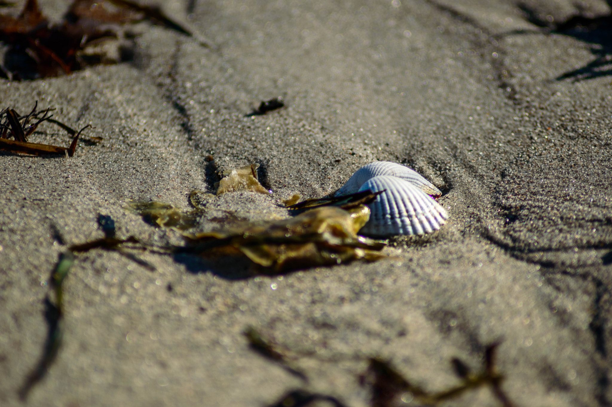 Nikon D3200 sample photo. Washed ashore photography