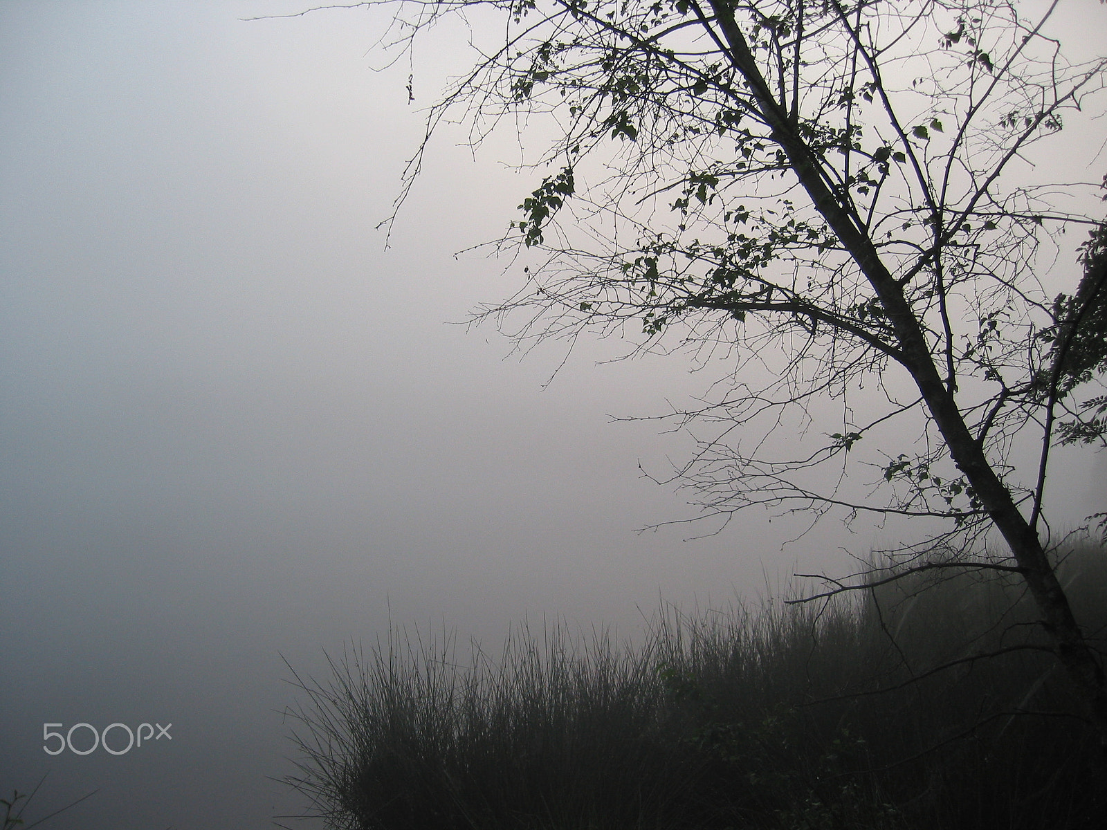 Canon POWERSHOT S40 sample photo. Fog photography