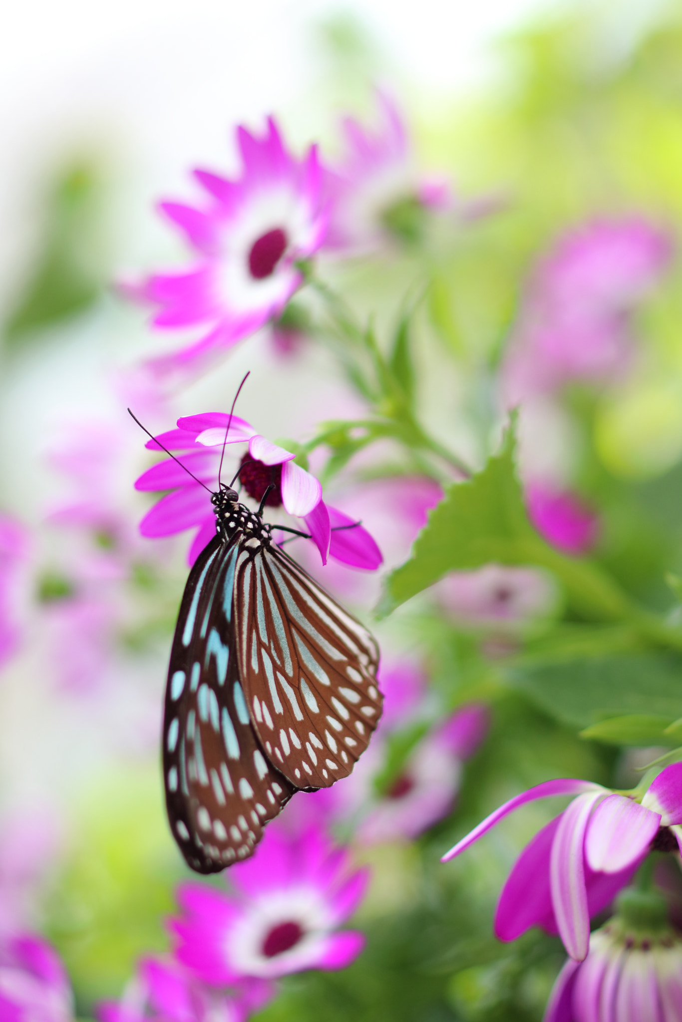 ZEISS Makro-Planar T* 50mm F2 sample photo. Allmost spring photography