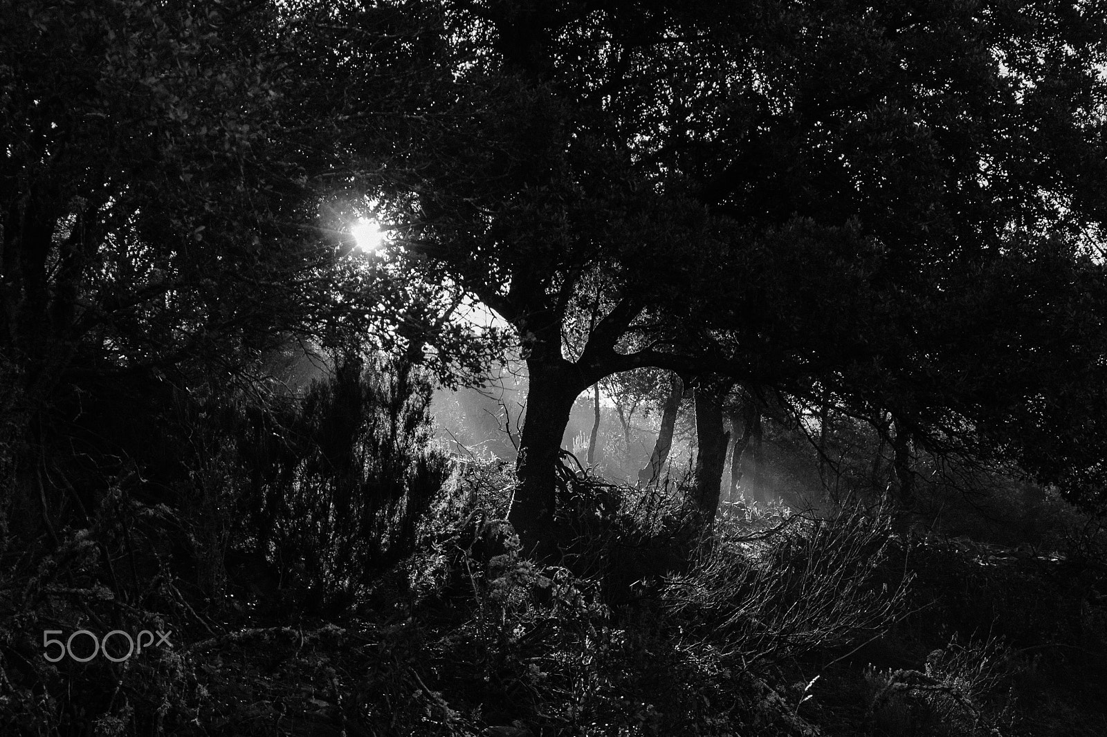 Canon EOS 500D (EOS Rebel T1i / EOS Kiss X3) sample photo. Ligth in the forest... photography