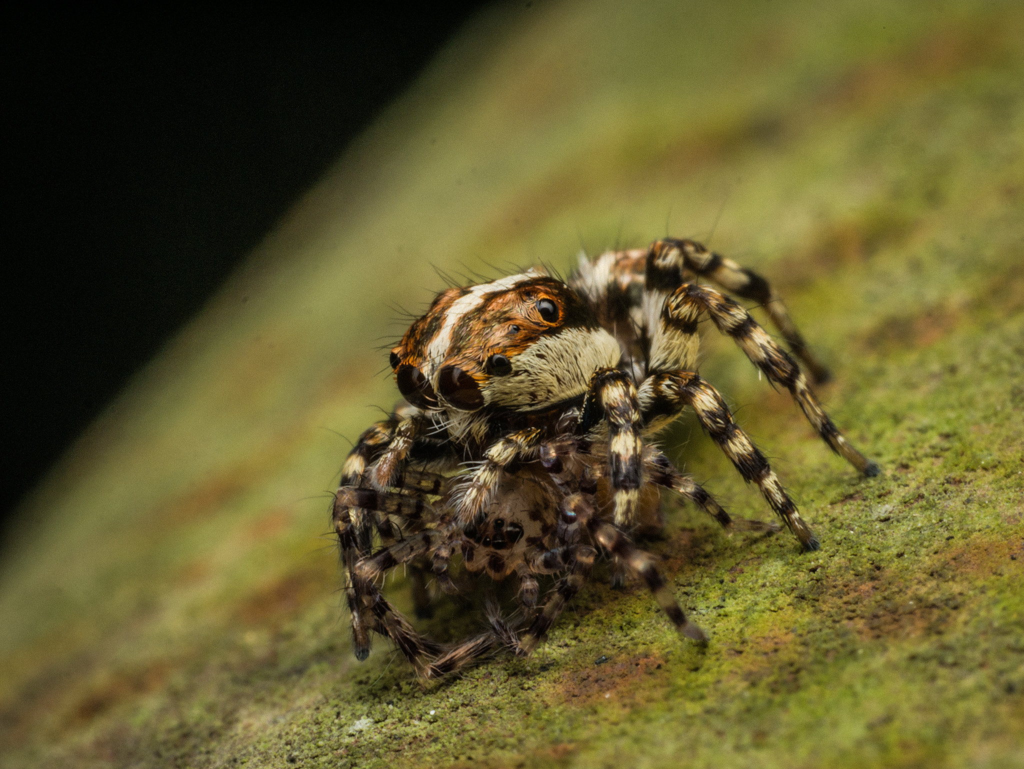 Olympus M.Zuiko Digital ED 60mm F2.8 Macro sample photo. Ambush photography