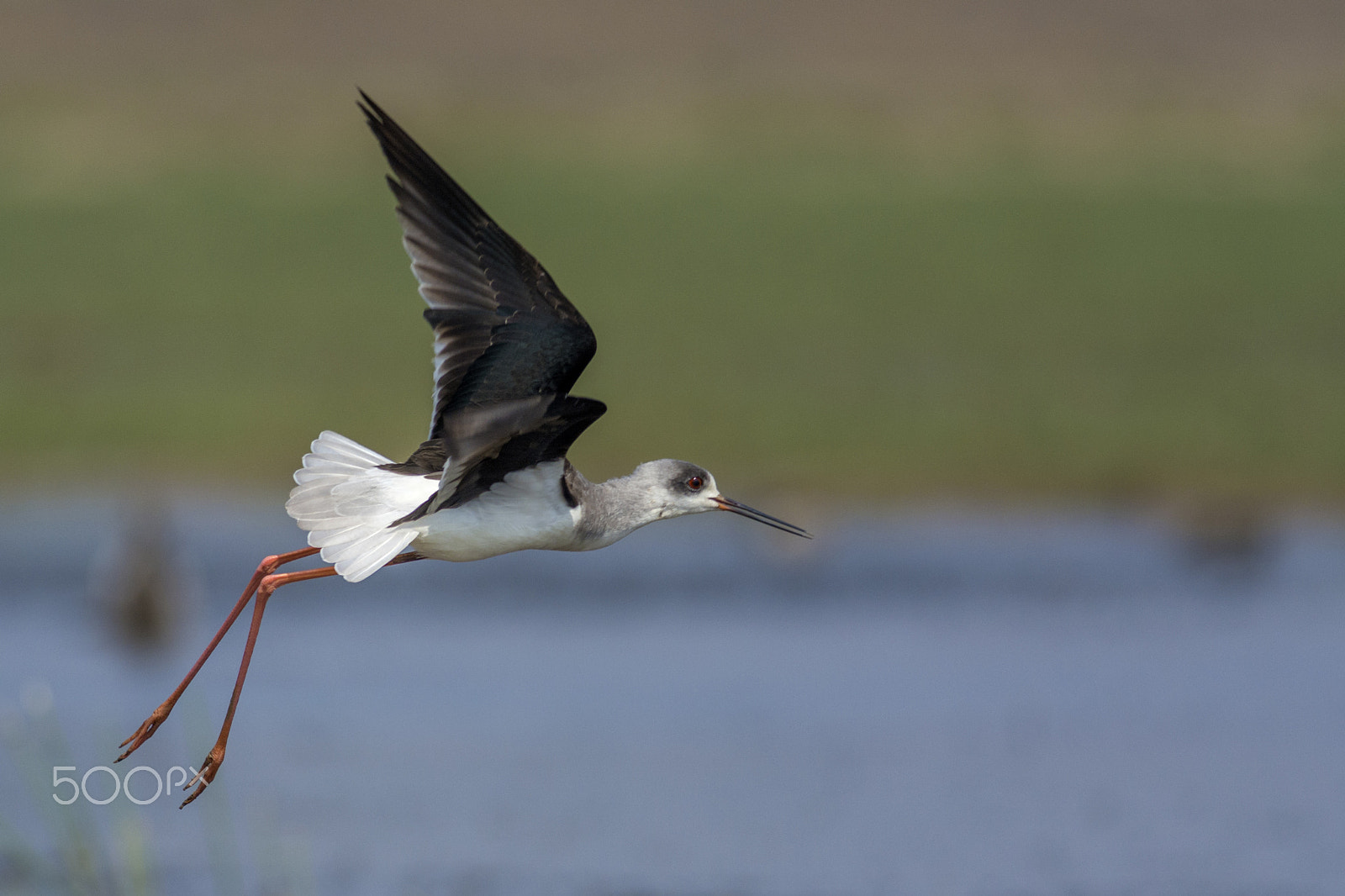 Nikon D7100 + Nikon AF-S Nikkor 300mm F4D ED-IF sample photo. Black-winged stilt (himantopus himantopus) photography