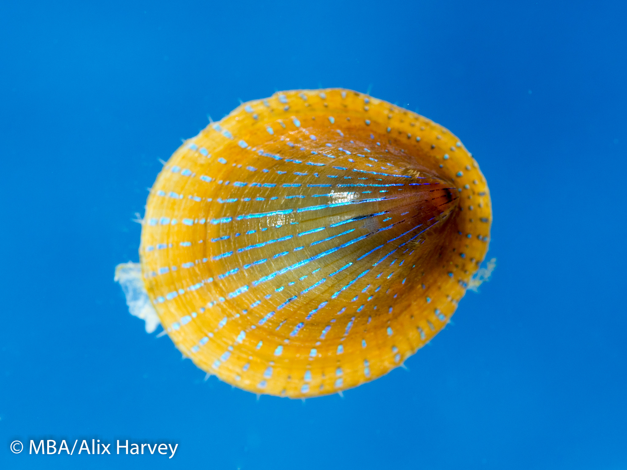 Olympus M.Zuiko Digital ED 60mm F2.8 Macro sample photo. Blue-rayed limpet photography