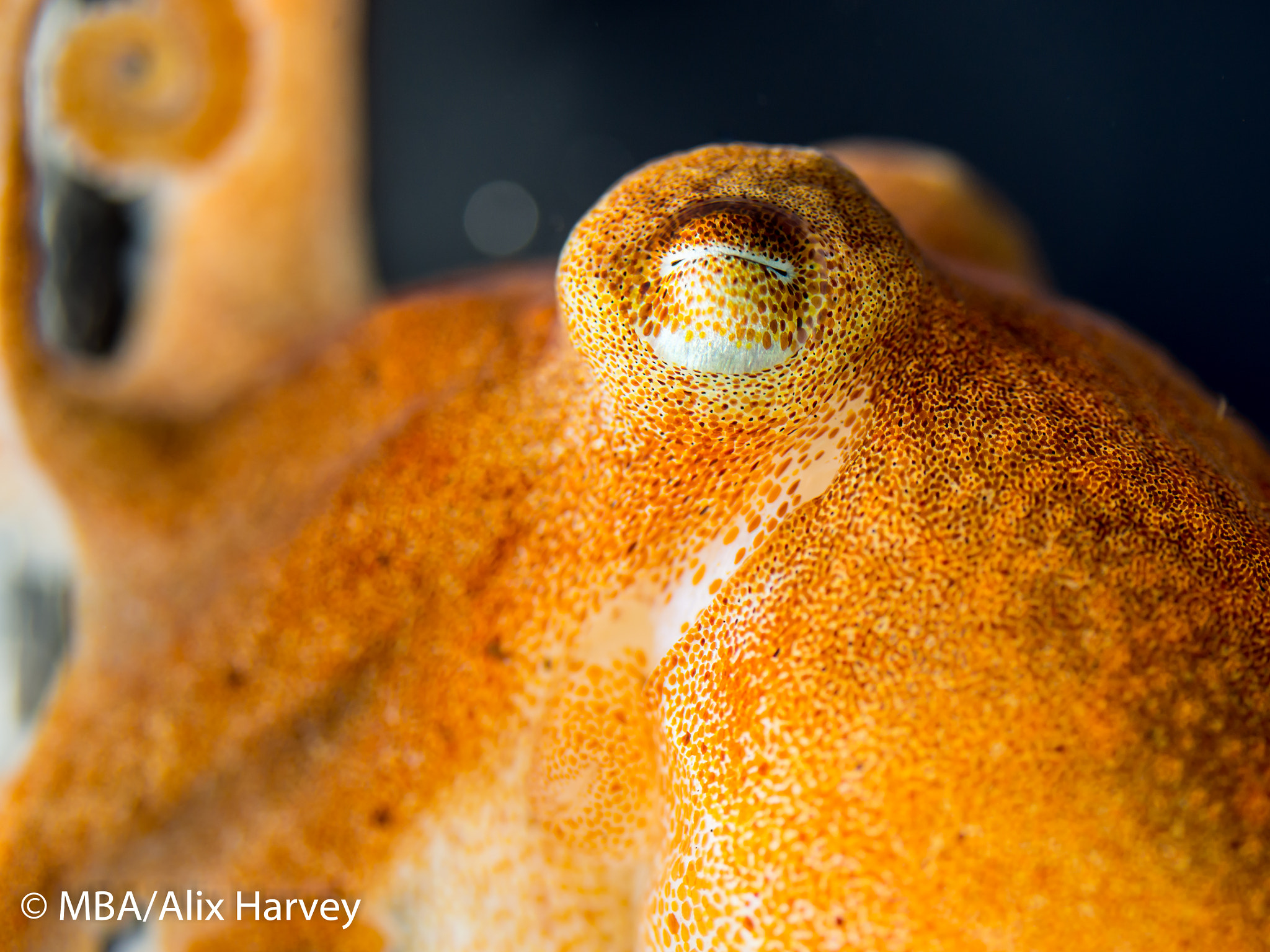 Olympus M.Zuiko Digital ED 60mm F2.8 Macro sample photo. Curled octopus photography