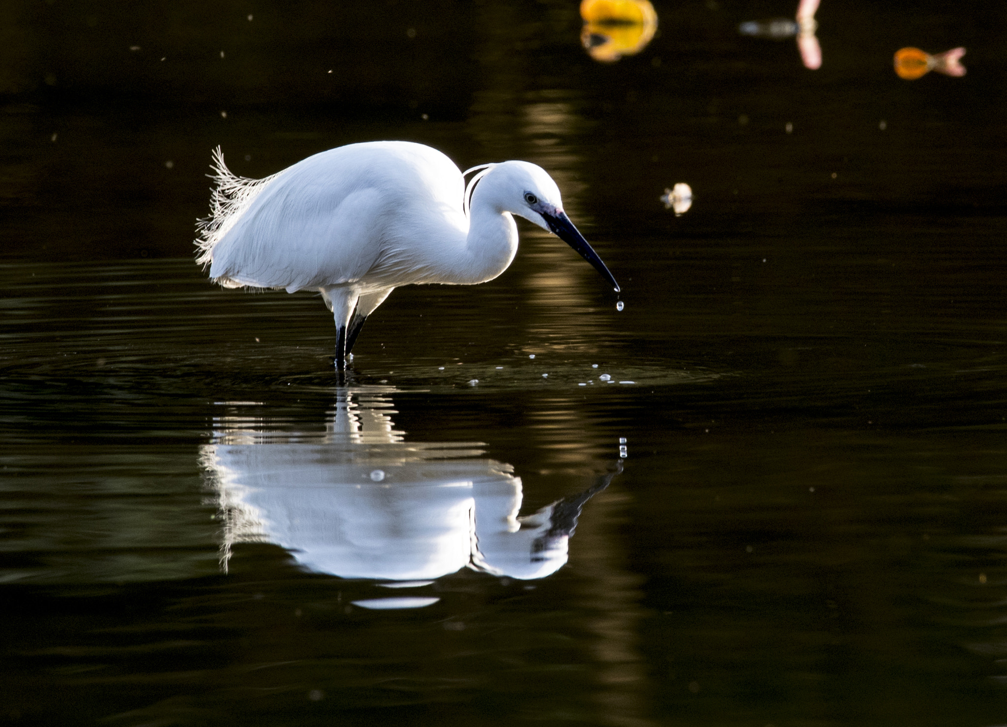 Canon EOS-1D X Mark II sample photo
