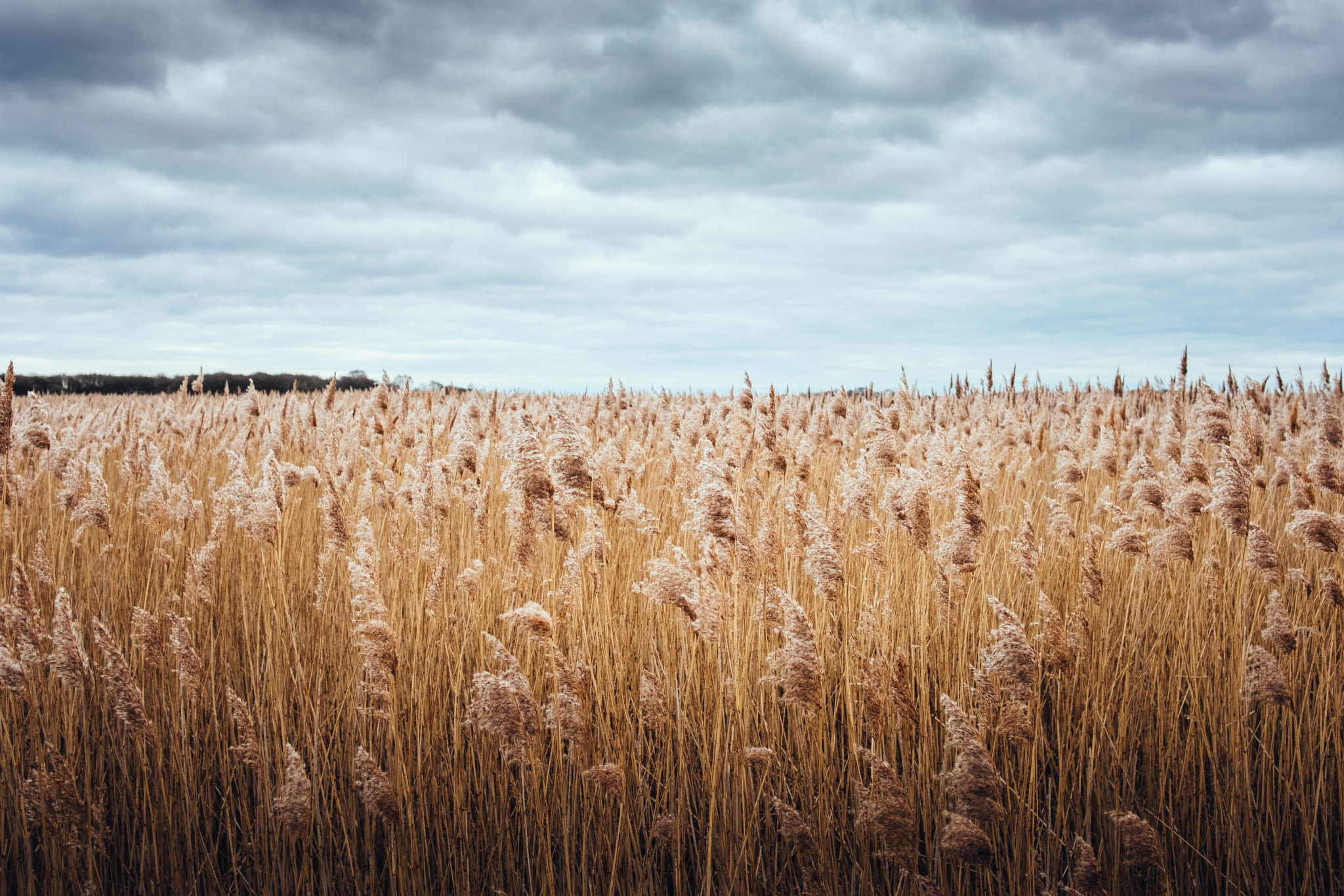 Fujifilm X-T2 + Fujifilm XF 23mm F2 R WR sample photo. Snape maltings windy reeds photography