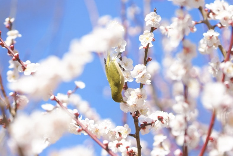 Sony a7 + Sony FE 85mm F1.4 GM sample photo. Breath of spring photography