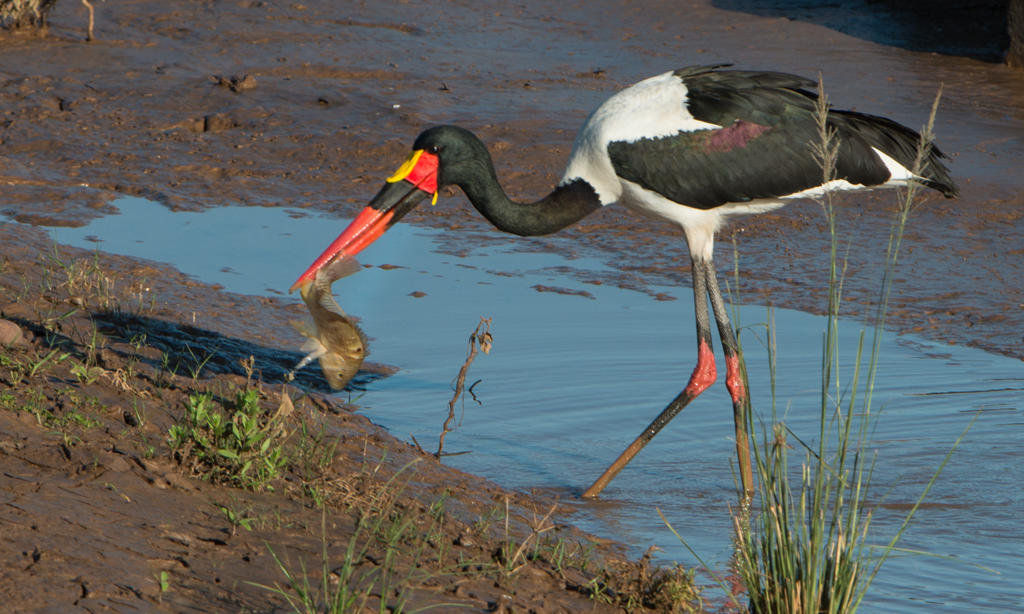 Nikon D800 + Nikon AF-S Nikkor 600mm F4G ED VR sample photo. Two heads - one fish? photography