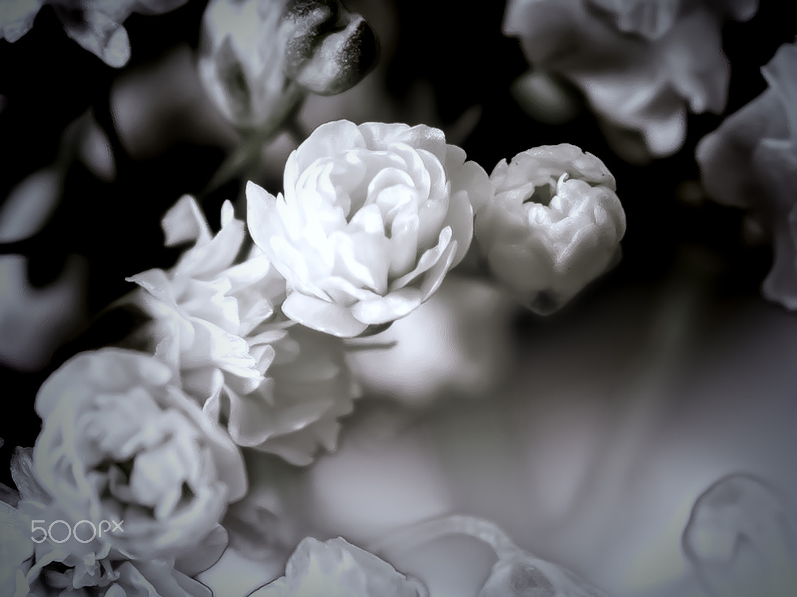 Sigma 105mm F2.8 EX DG Macro sample photo. Love photography