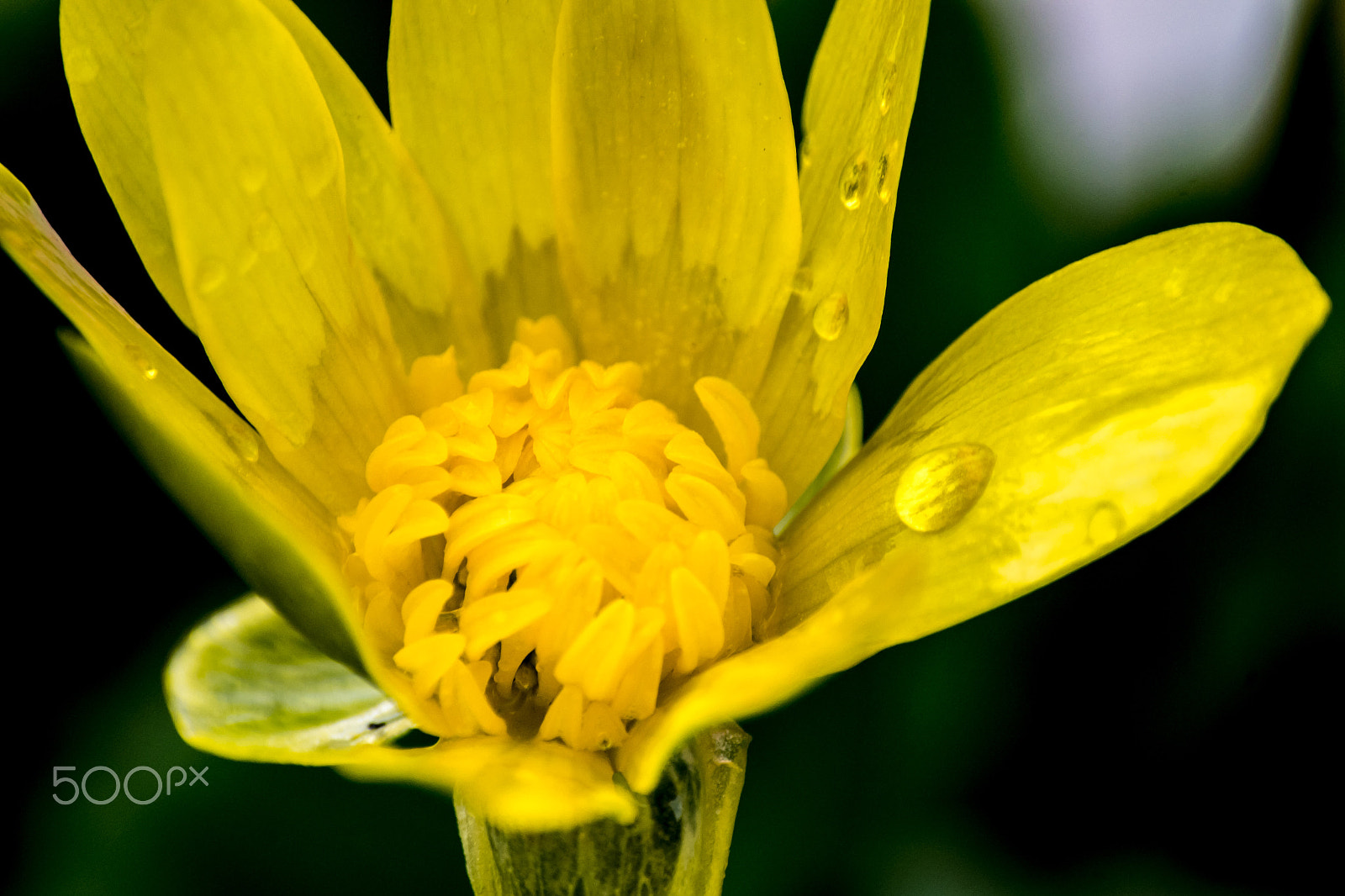 Pentax K-S2 + Sigma sample photo. Dandelion photography