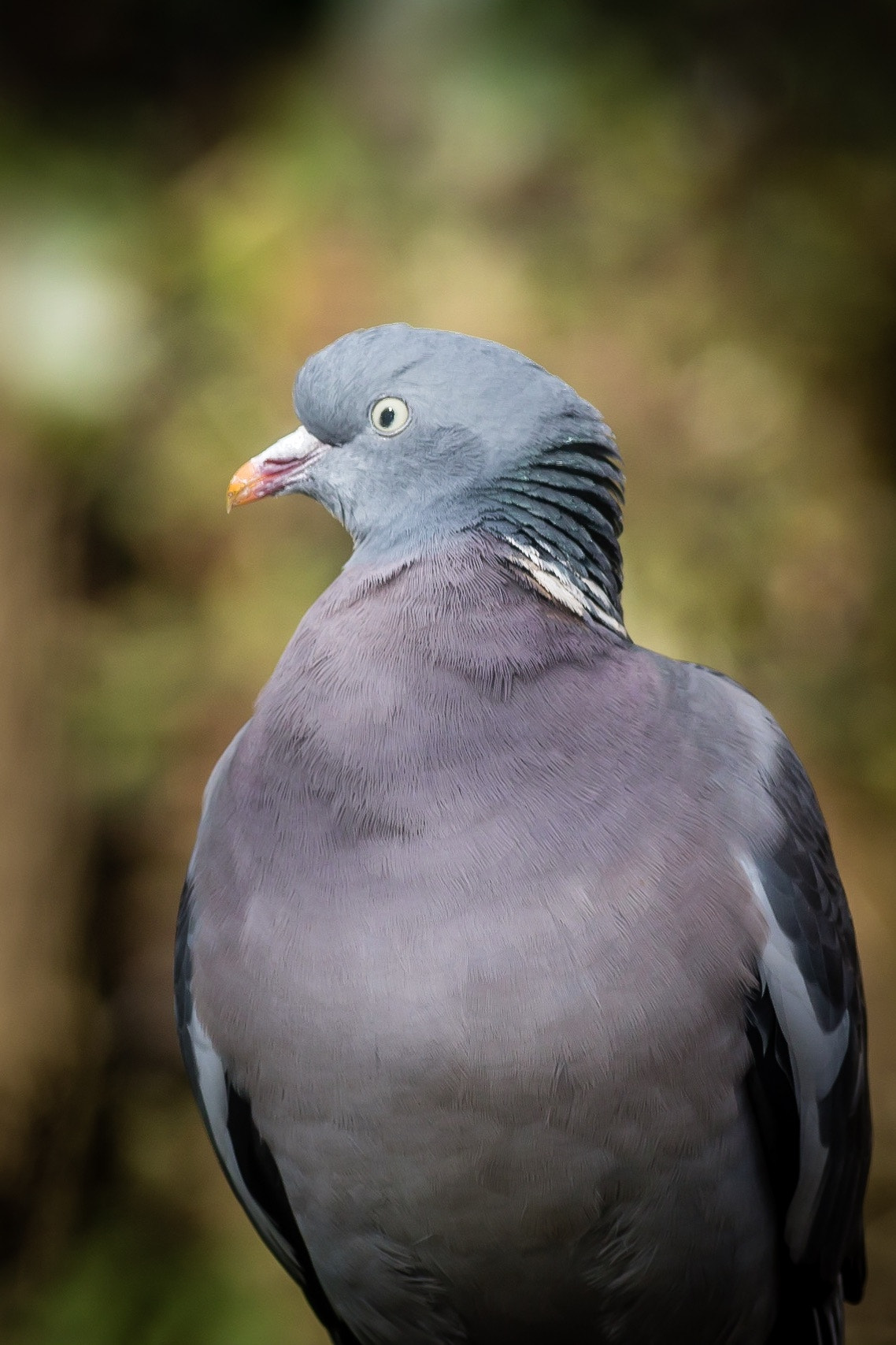 Canon EOS 70D + Canon EF 400mm F5.6L USM sample photo. Wood pigeon photography