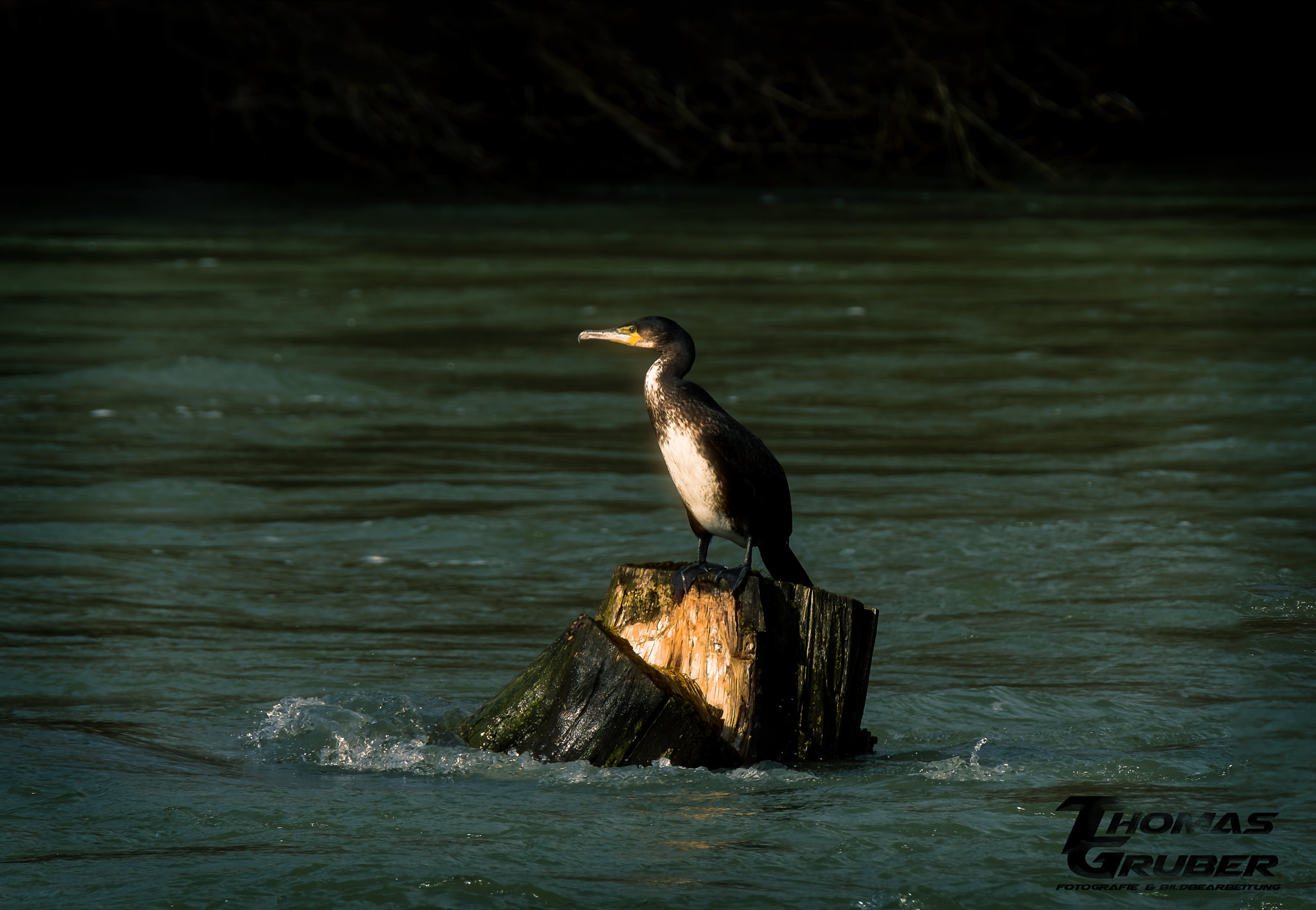 XF100-400mmF4.5-5.6 R LM OIS WR + 1.4x sample photo. Kormoran photography