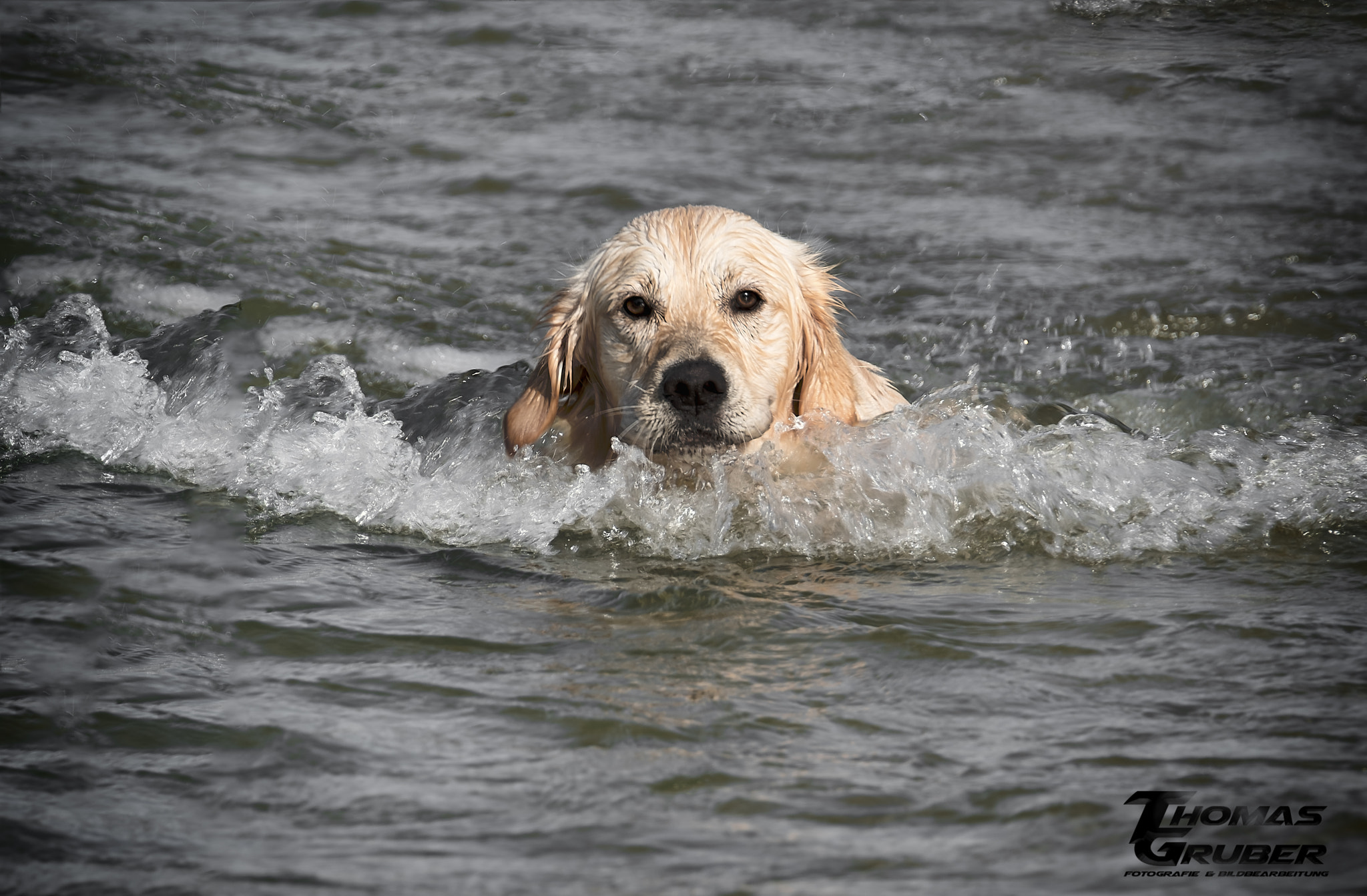 Fujifilm X-T2 + XF100-400mmF4.5-5.6 R LM OIS WR + 1.4x sample photo. Zeus photography