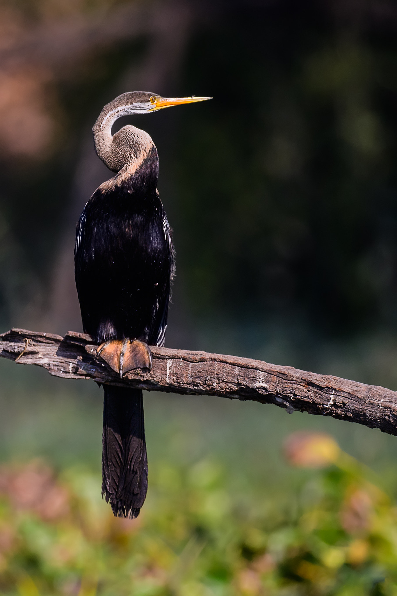 Nikon AF-S Nikkor 800mm F5.6E FL ED VR sample photo. Oriental darter photography