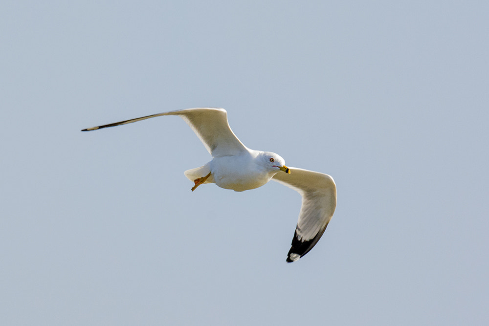 Nikon AF-S Nikkor 800mm F5.6E FL ED VR sample photo. Ring billed gull photography