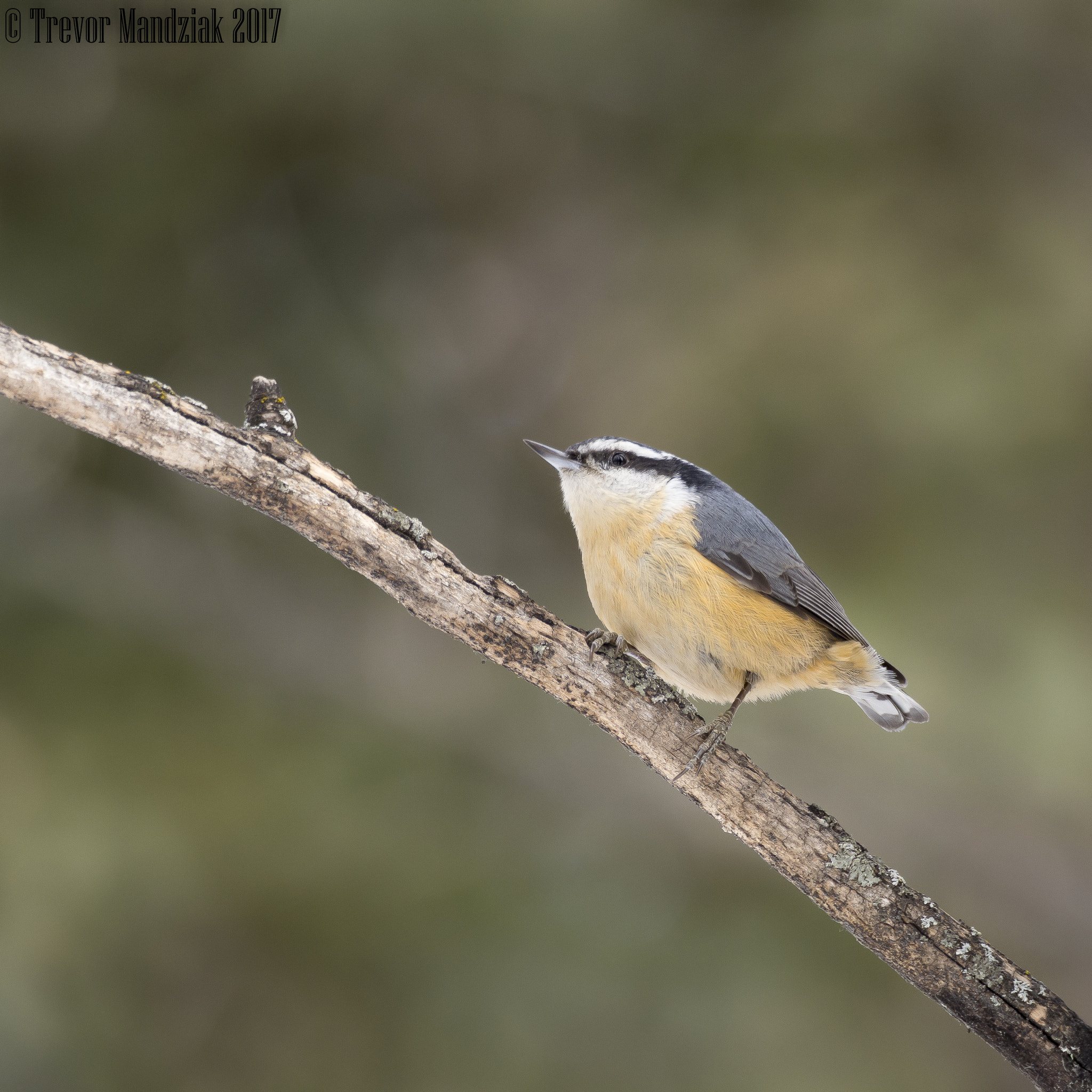 Olympus OM-D E-M10 II sample photo. Red breasted nuthatch finally paused just long enough photography