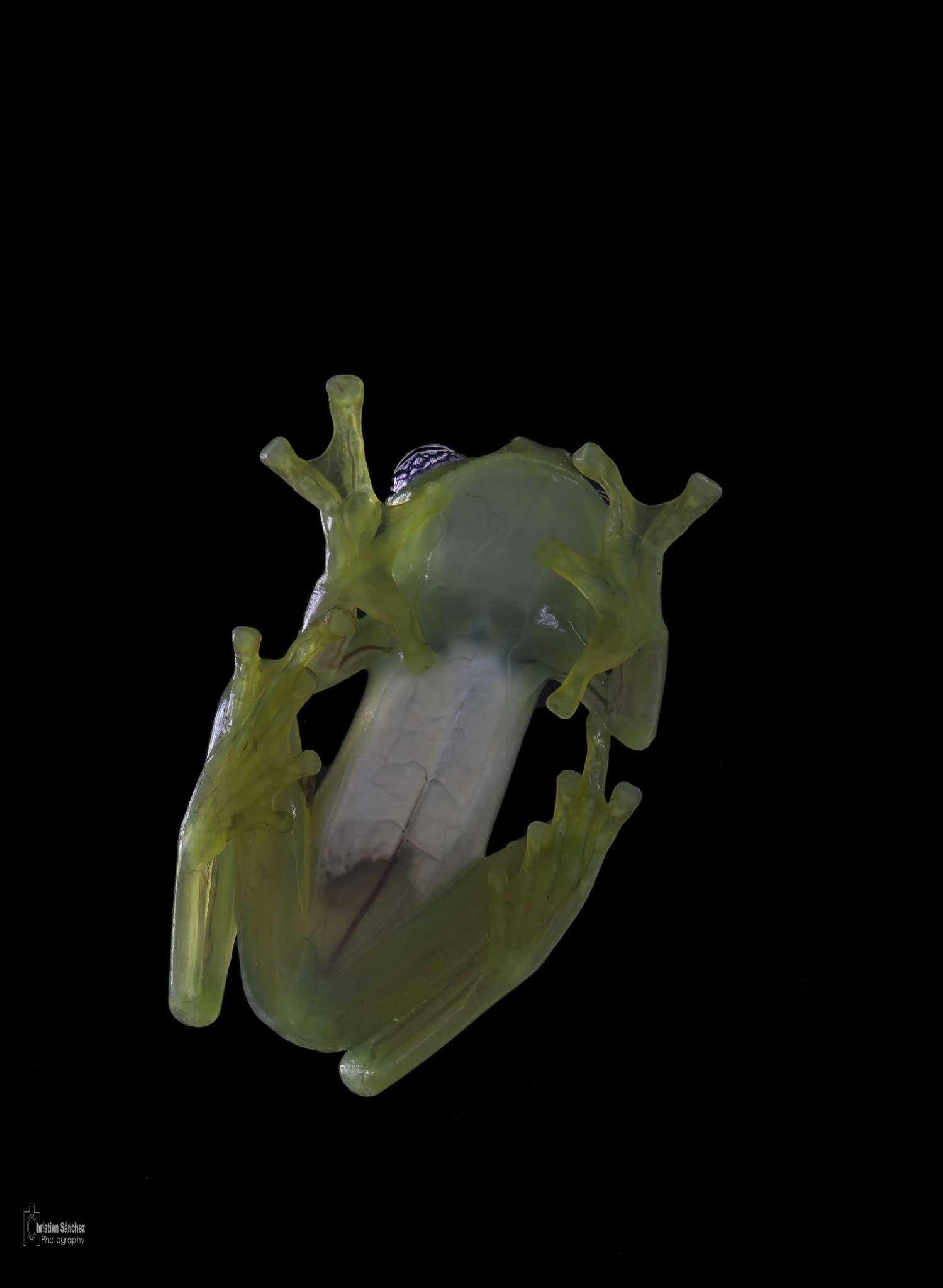 Nikon AF-S Micro-Nikkor 105mm F2.8G IF-ED VR sample photo. Ghost glass frog photography