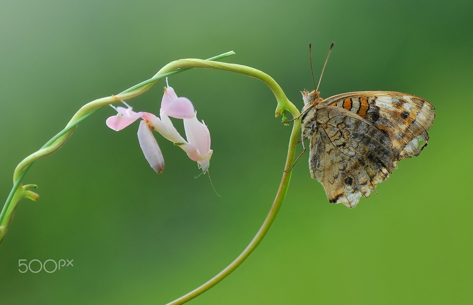 Nikon D60 sample photo. Orchid mantis and butterfly photography