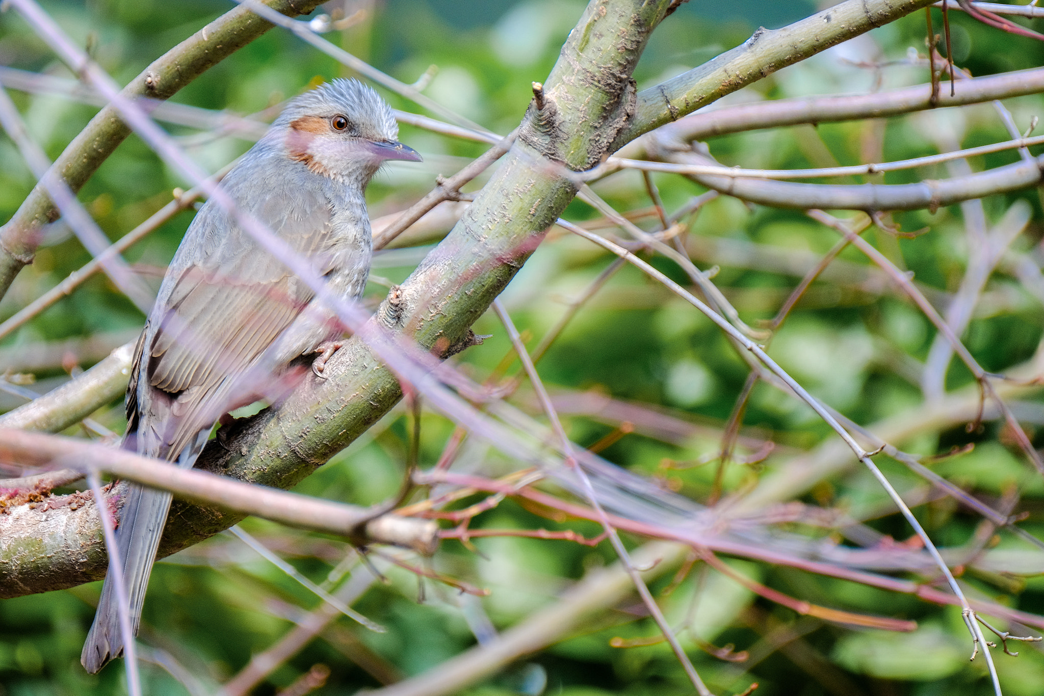 Fujifilm XF 100-400mm F4.5-5.6 R LM OIS WR sample photo. Dscf photography