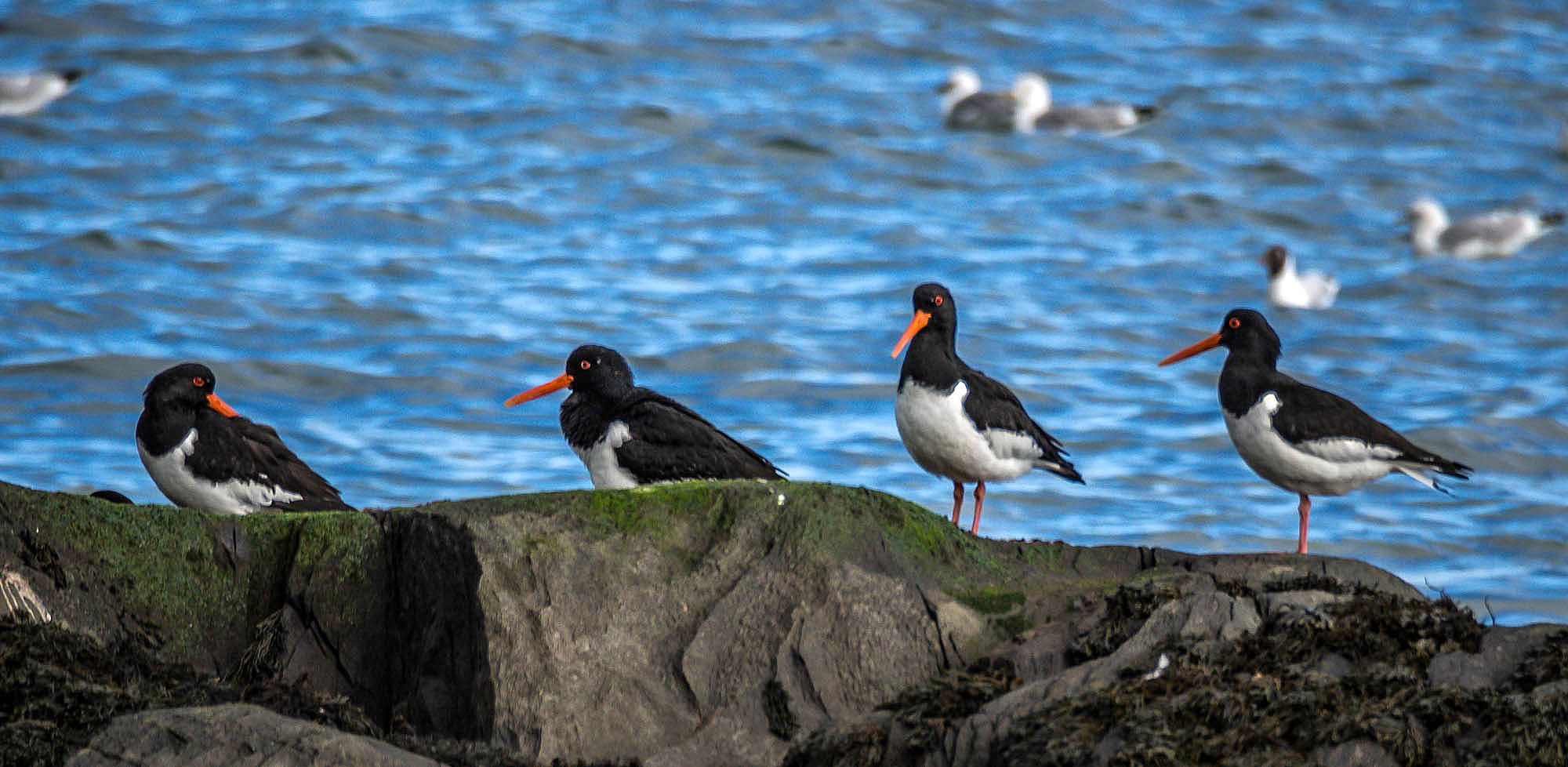 Olympus OM-D E-M5 sample photo. Oystercatchers photography