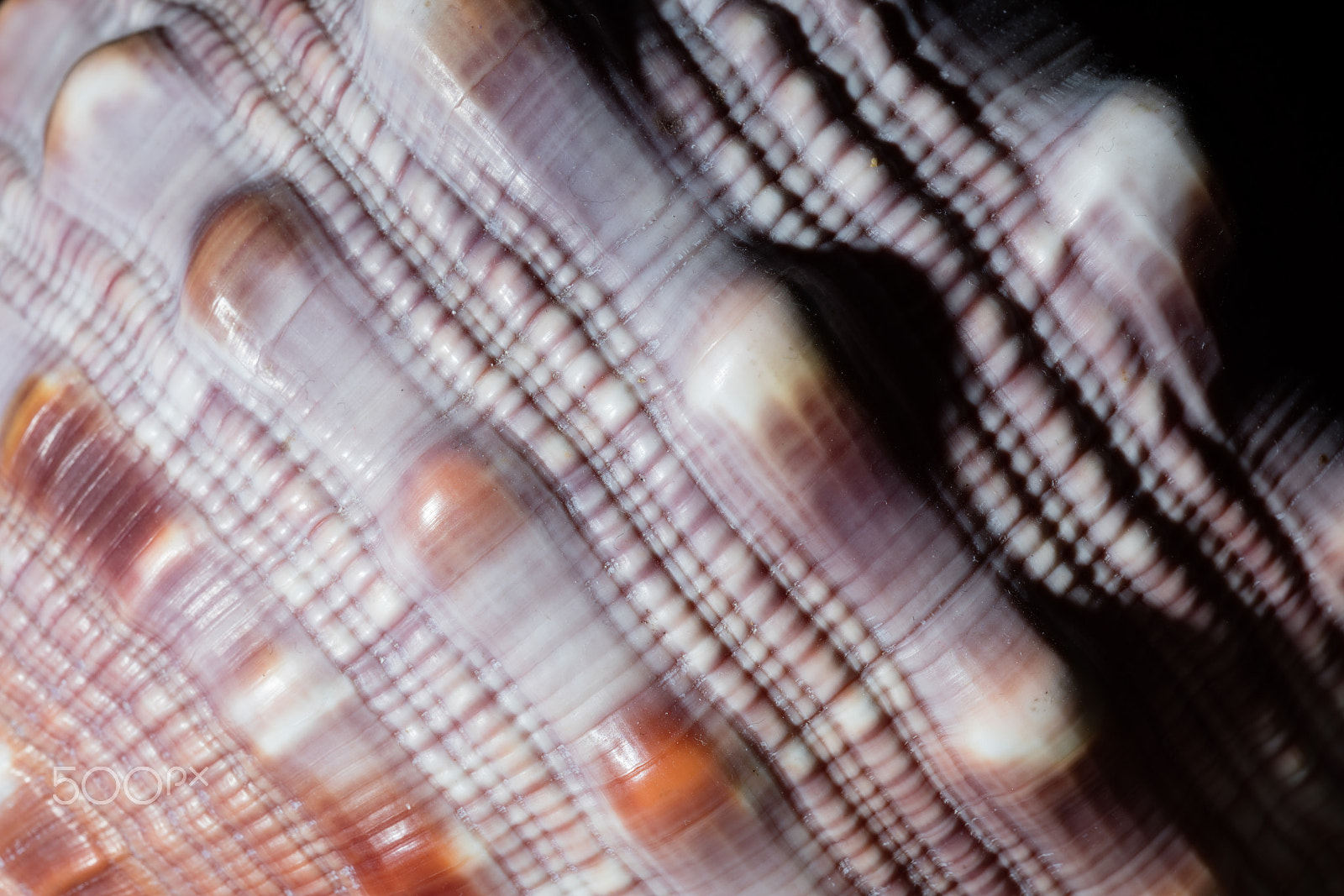 Sigma 150mm f/2.8 EX DG OS HSM APO Macro sample photo. Close up of seashell photography