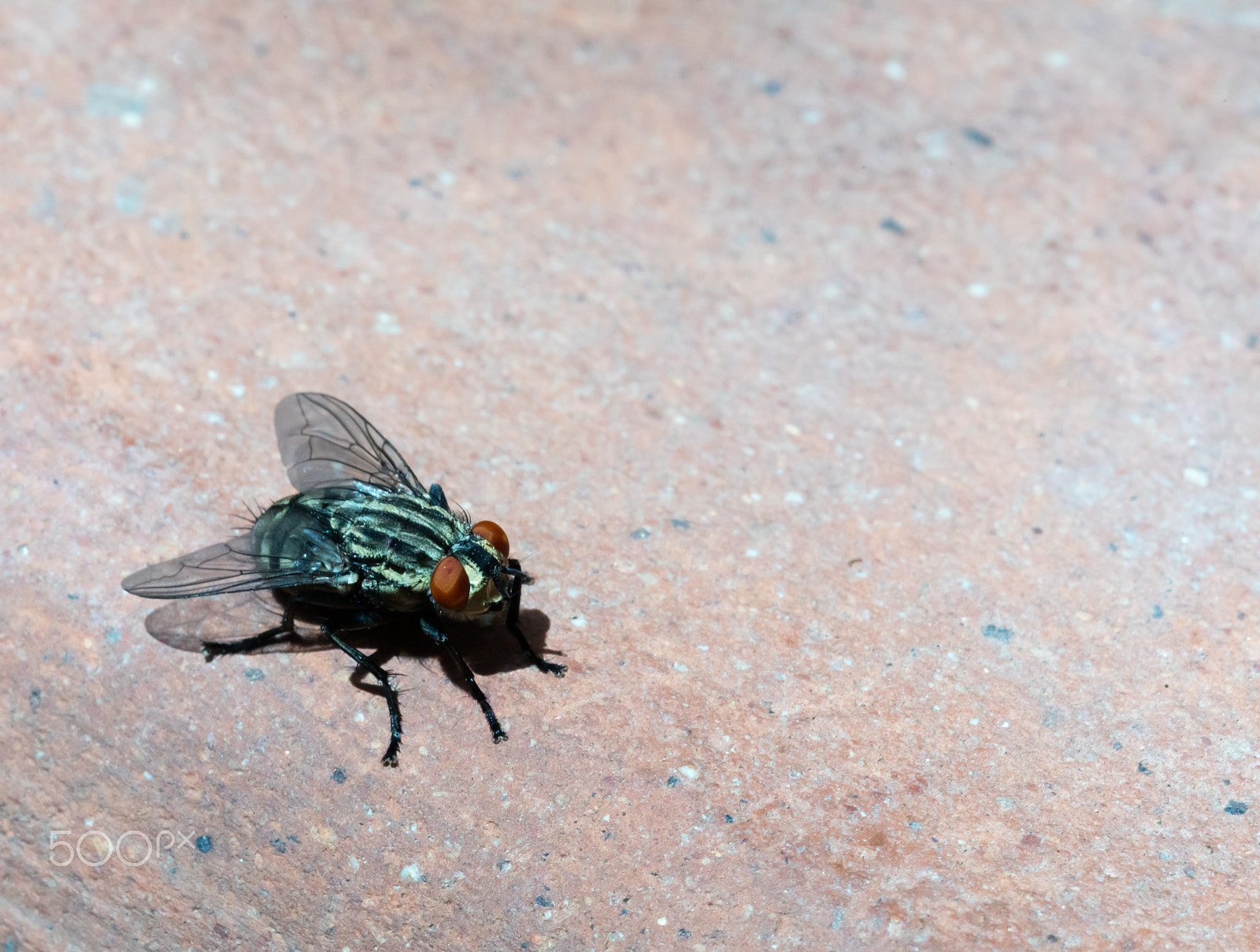 Sigma 150mm f/2.8 EX DG OS HSM APO Macro sample photo. Fly, close up photography