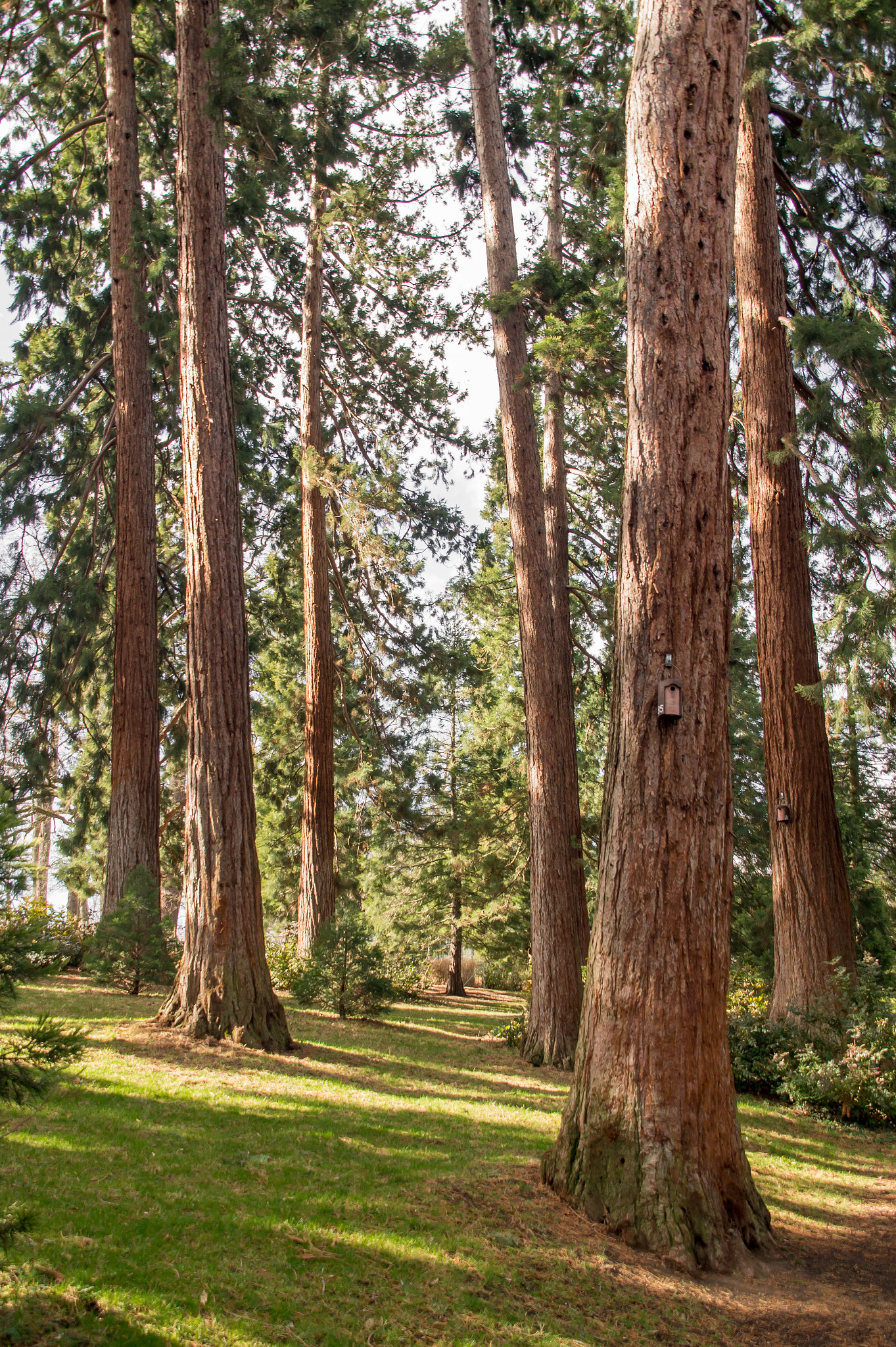 Sigma 17-70mm F2.8-4.5 (D) sample photo. Forest2 photography