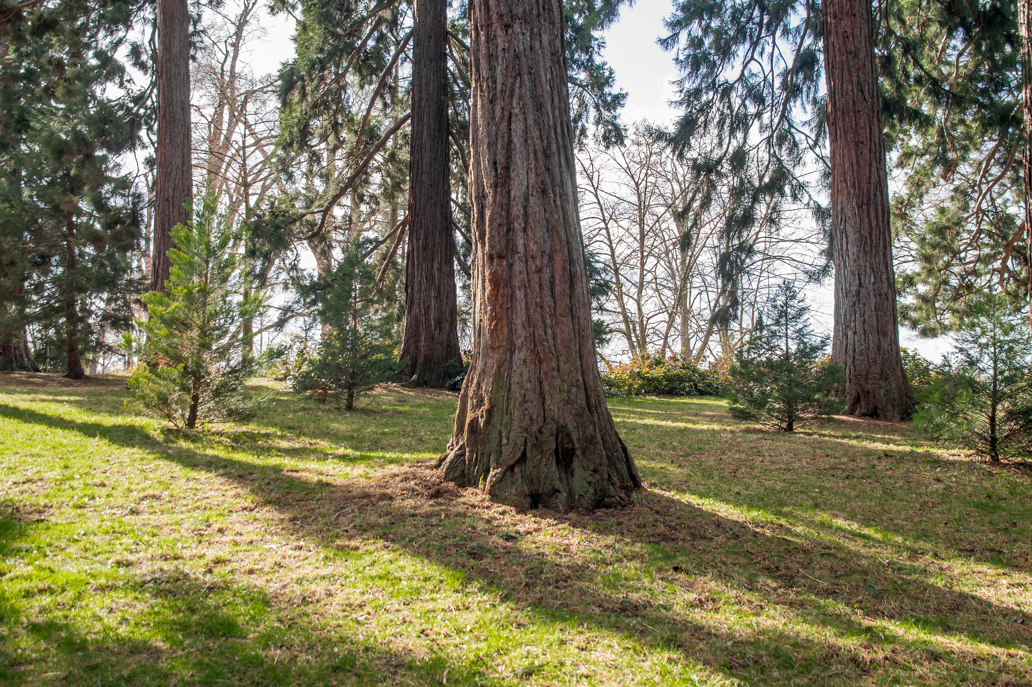 Sigma 17-70mm F2.8-4.5 (D) sample photo. Forest3 photography