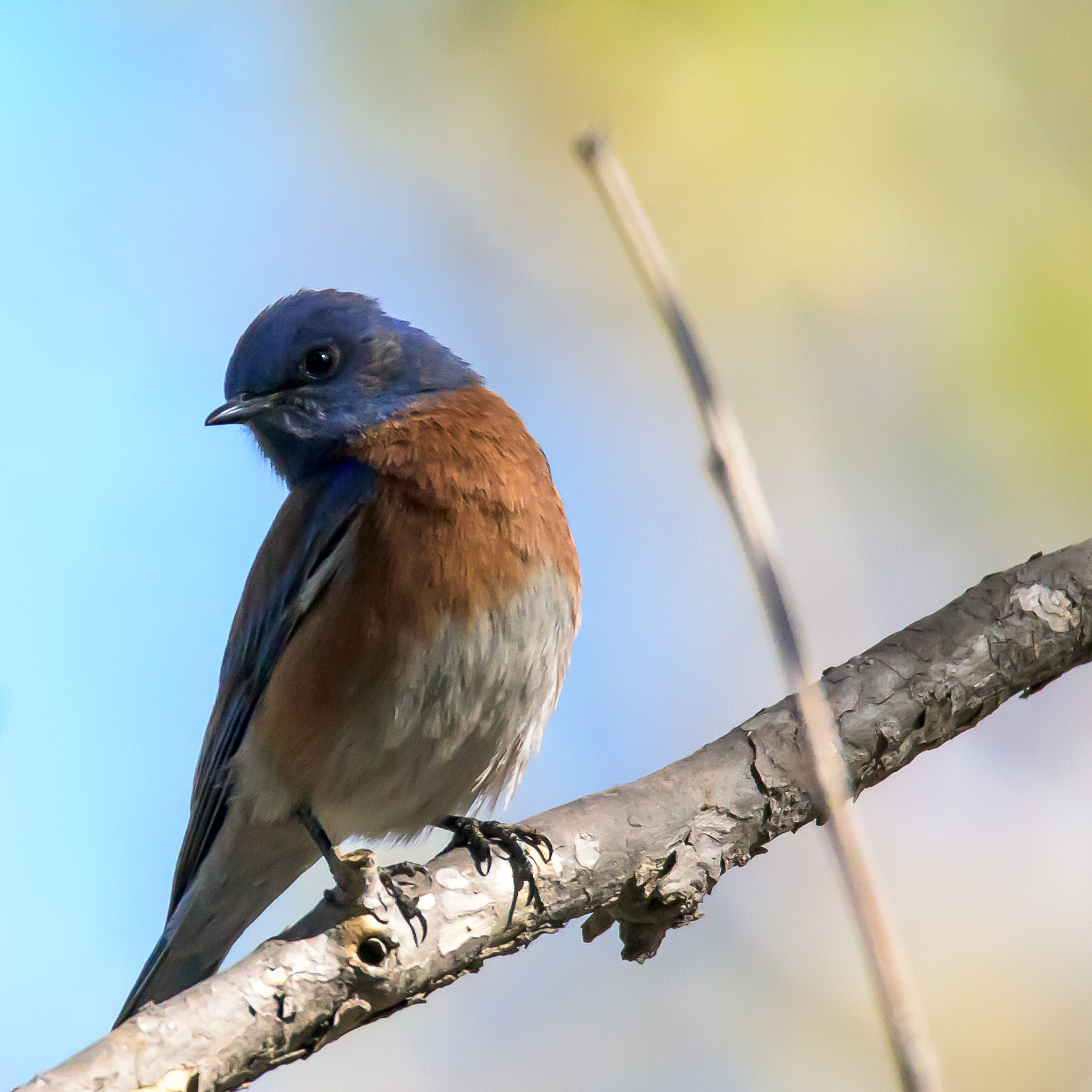 Nikon D810 sample photo. Bluebird photography