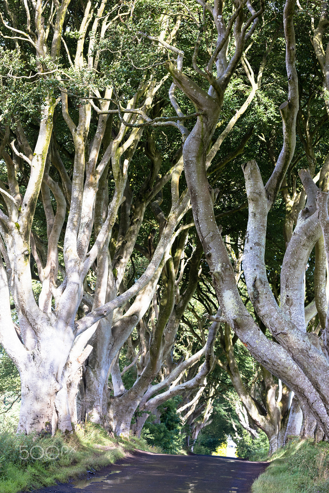 Sigma 150mm f/2.8 EX DG OS HSM APO Macro sample photo. Magical forest, northern ireland photography