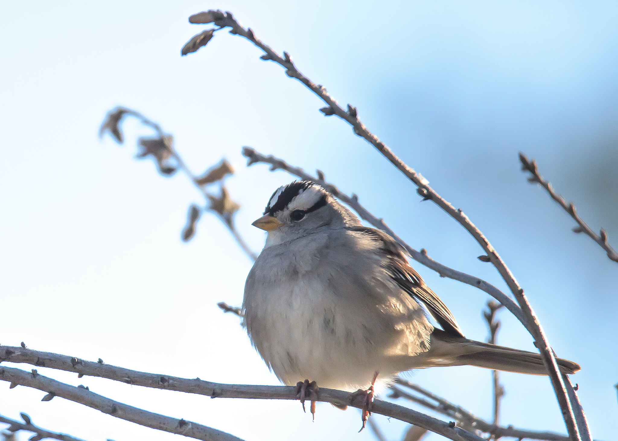 Nikon D810 + Tamron SP 150-600mm F5-6.3 Di VC USD sample photo. White crowned sparrow photography