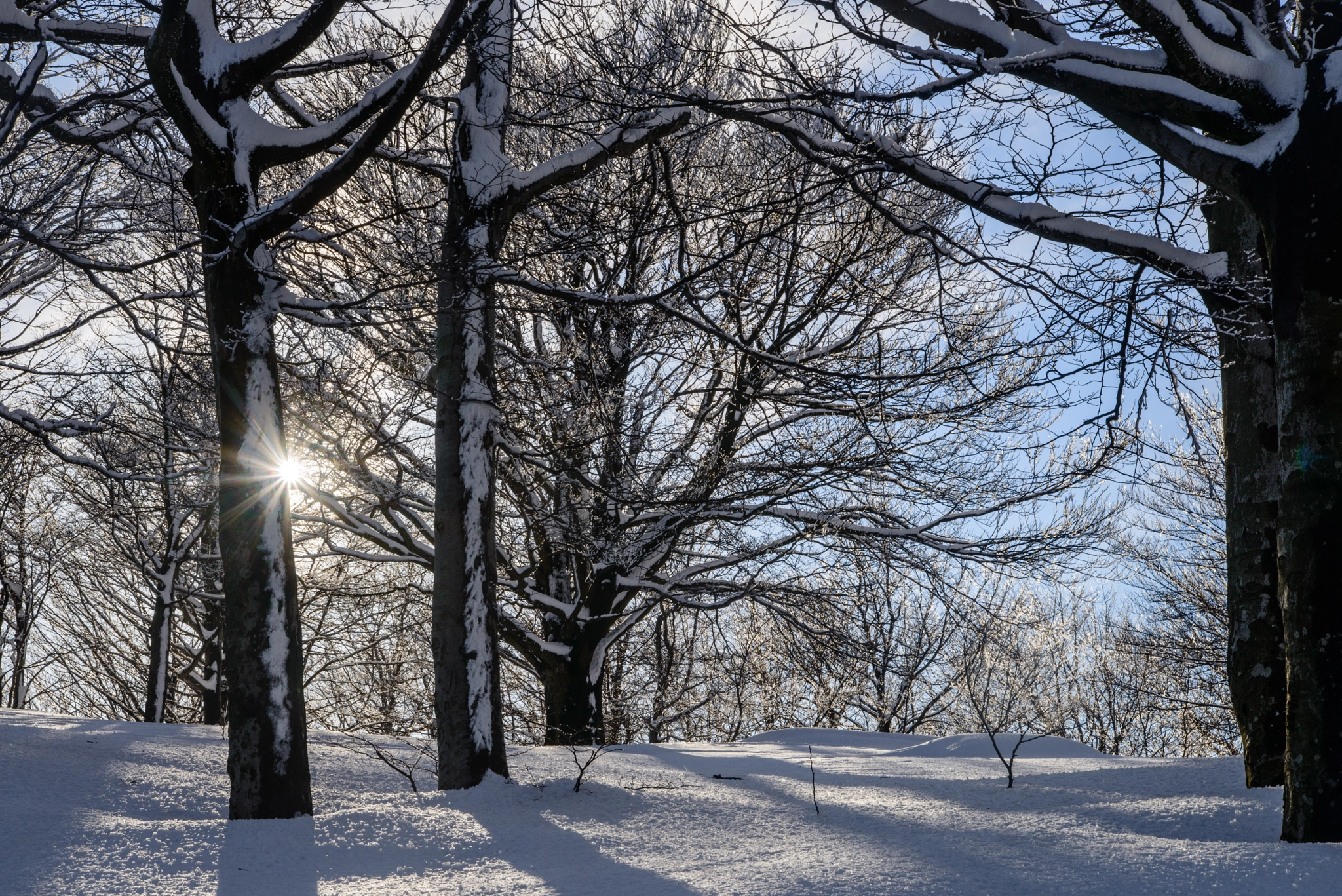 Nikon D800 sample photo. Sunbeams in winter wood photography